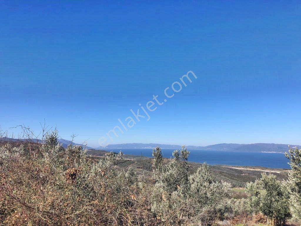 Yenişehir Mecidiyeköy'de Göl Manzaralı 2176,m2-zeytin Bahçesi — fotoğraf 24
