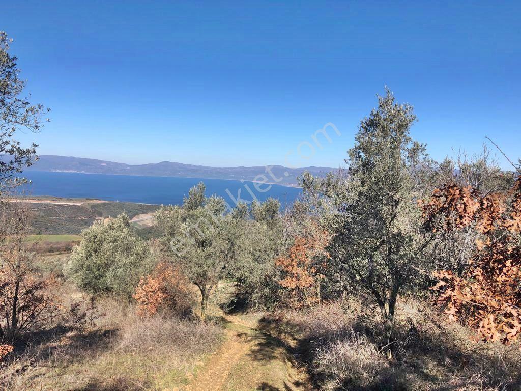 Yenişehir Mecidiyeköy'de Göl Manzaralı 2176,m2-zeytin Bahçesi — fotoğraf 28