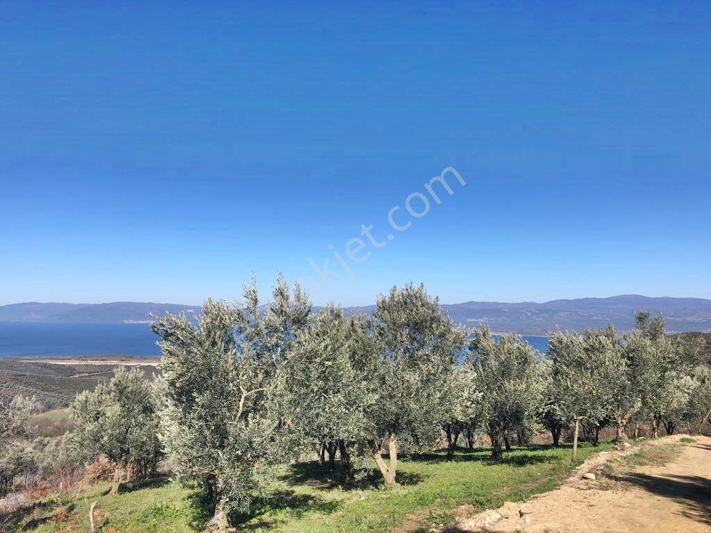 Yenişehir Mecidiyeköy'de Göl Manzaralı 2176,m2-zeytin Bahçesi — fotoğraf 30