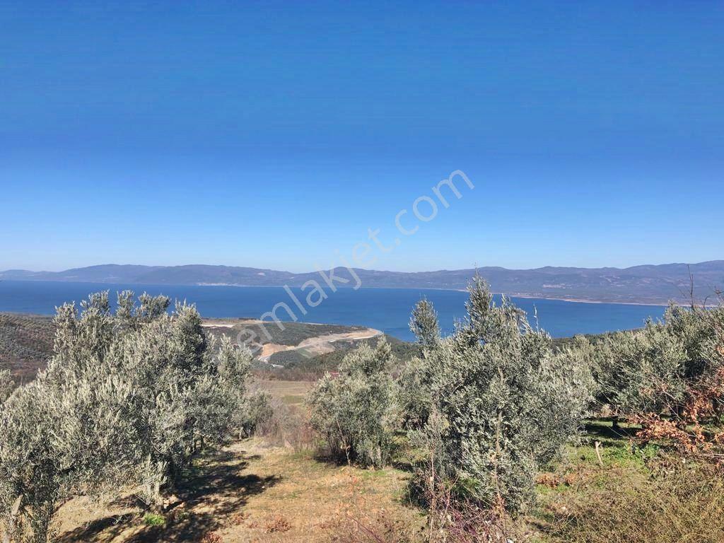 Yenişehir Mecidiyeköy'de Göl Manzaralı 2176,m2-zeytin Bahçesi — fotoğraf 33