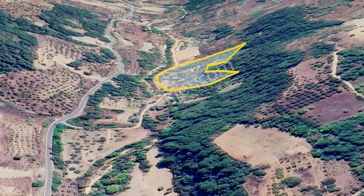 Seda Terzioğlundan Geyvede Satılık Bağ Evi Ve Arsası 9.946 M2 — fotoğraf 2