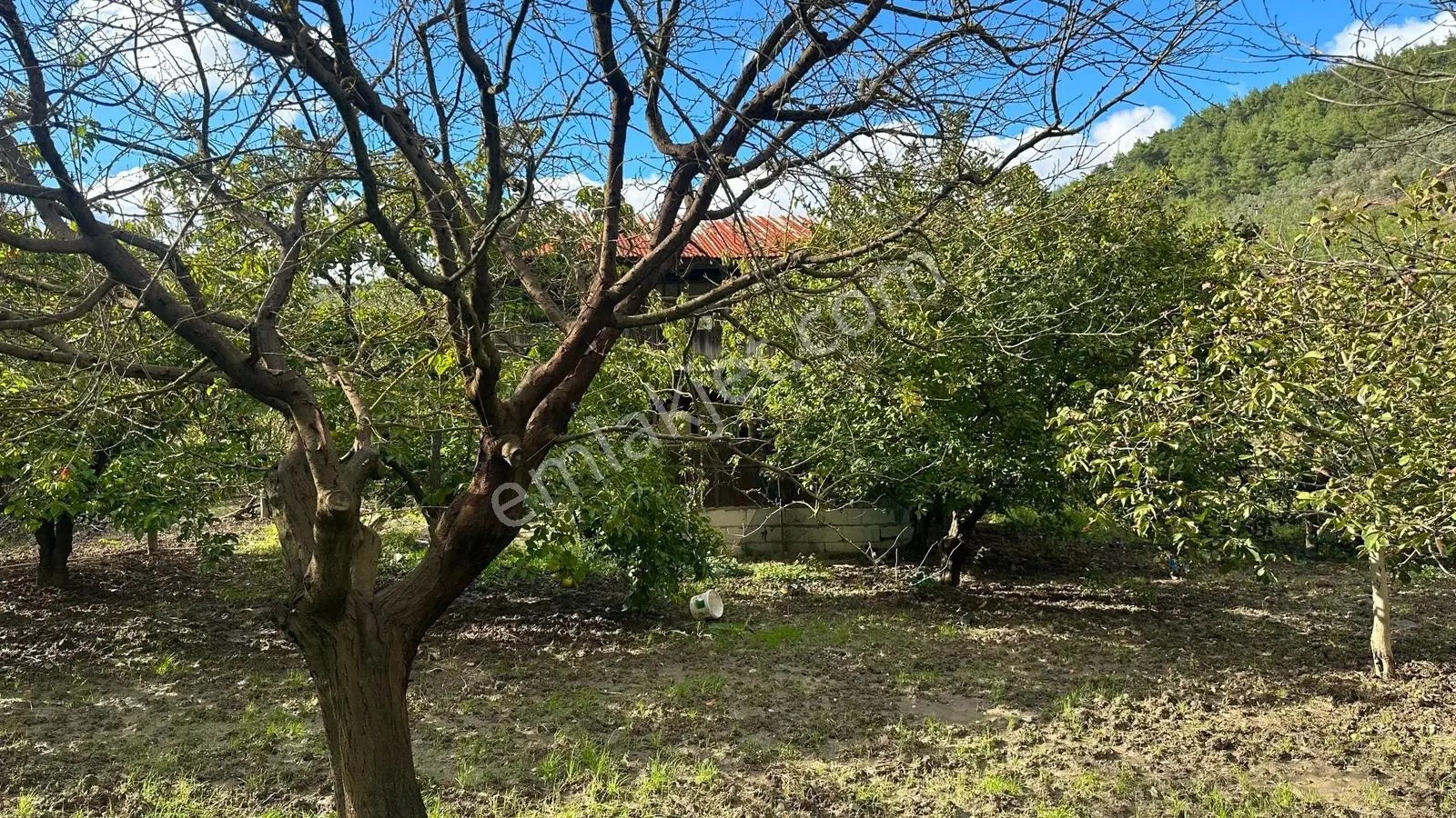 Seda Terzioğlundan Geyvede Satılık Bağ Evi Ve Arsası 9.946 M2 — fotoğraf 5