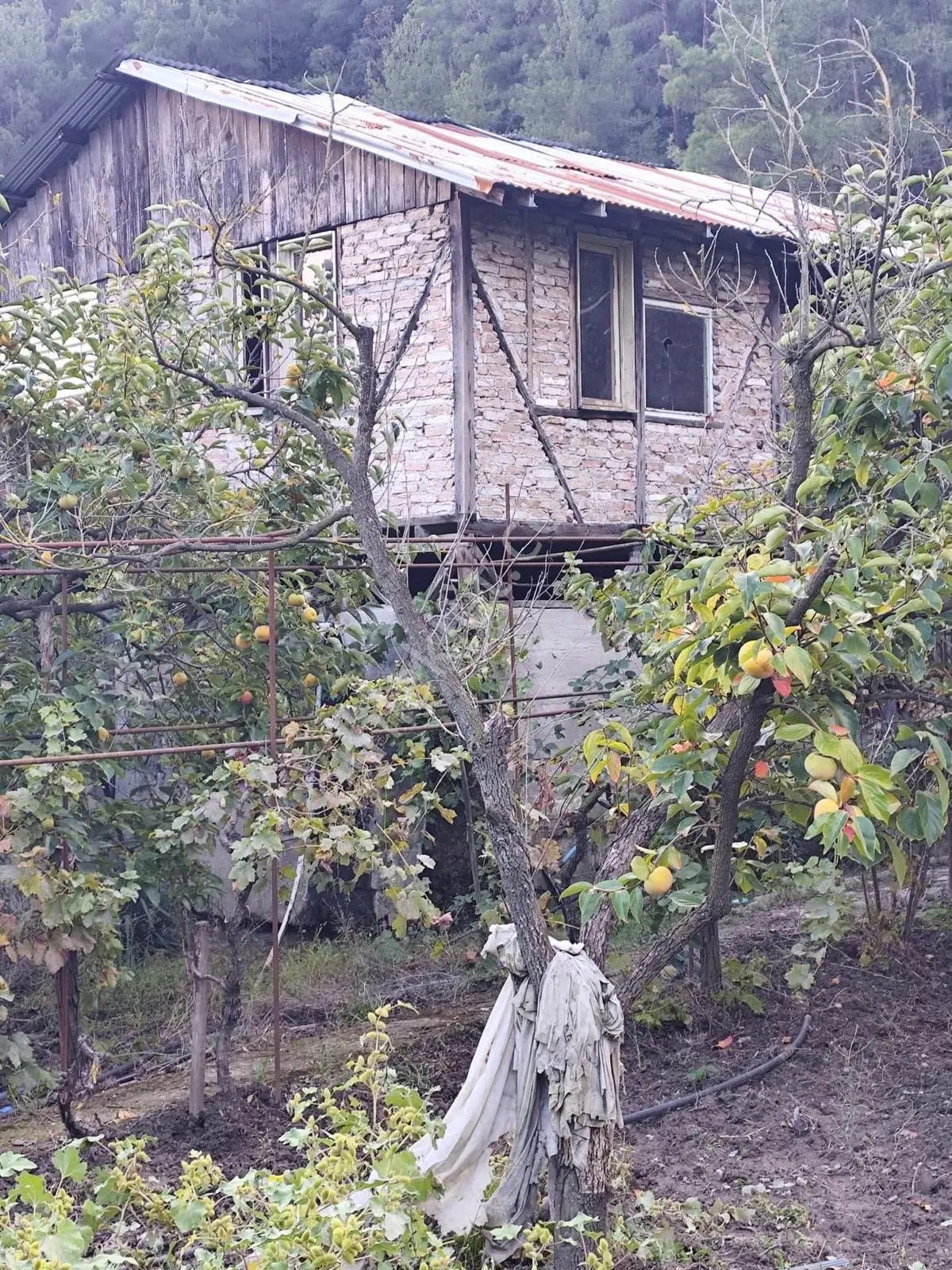 Seda Terzioğlundan Geyvede Satılık Bağ Evi Ve Arsası 9.946 M2 — fotoğraf 6