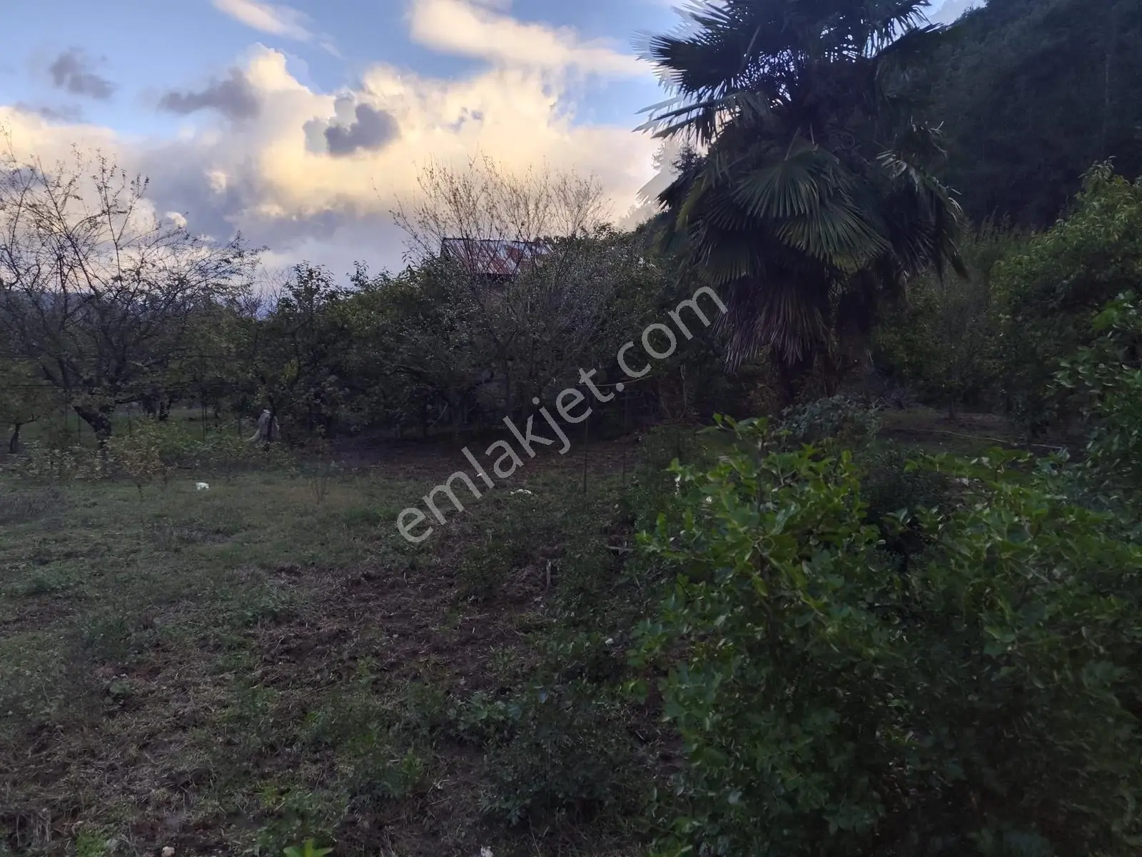 Seda Terzioğlundan Geyvede Satılık Bağ Evi Ve Arsası 9.946 M2 — fotoğraf 11
