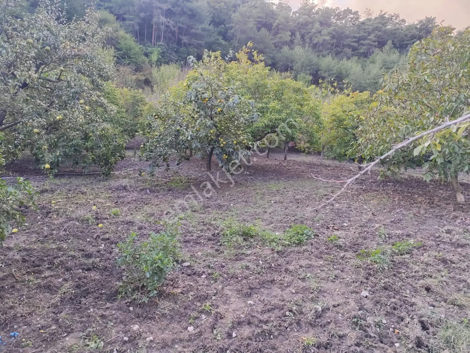 Seda Terzioğlundan Geyvede Satılık Bağ Evi Ve Arsası 9.946 M2 — fotoğraf 14