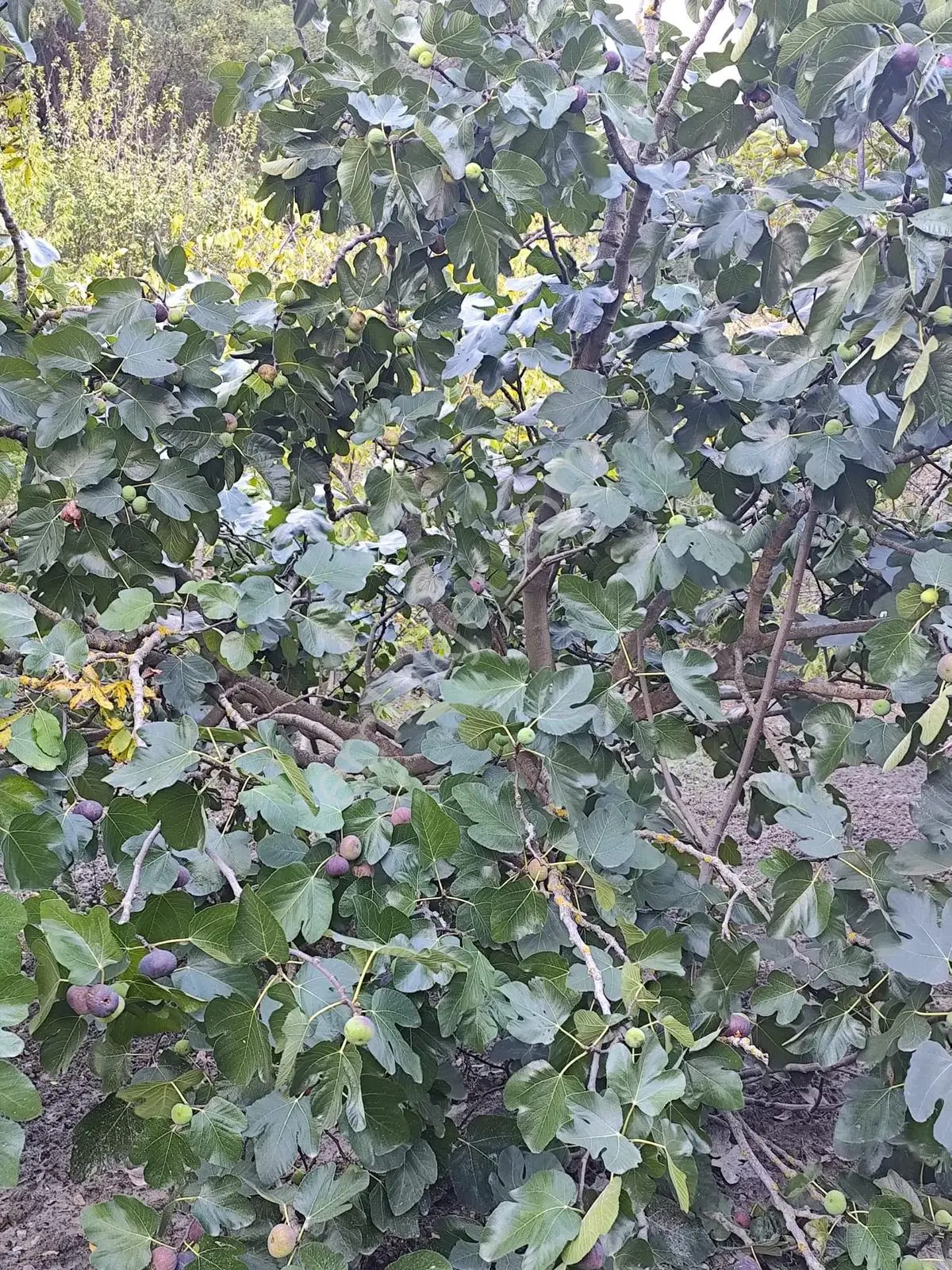Seda Terzioğlundan Geyvede Satılık Bağ Evi Ve Arsası 9.946 M2 — fotoğraf 15