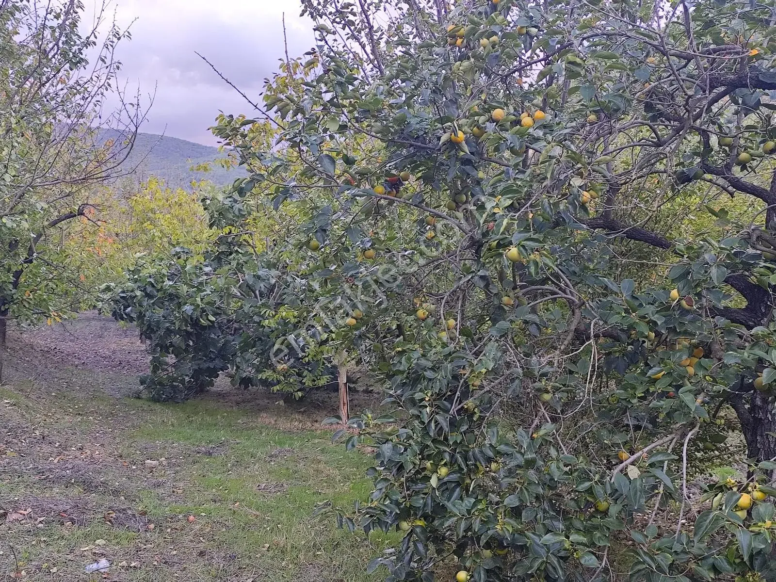 Seda Terzioğlundan Geyvede Satılık Bağ Evi Ve Arsası 9.946 M2 — fotoğraf 18