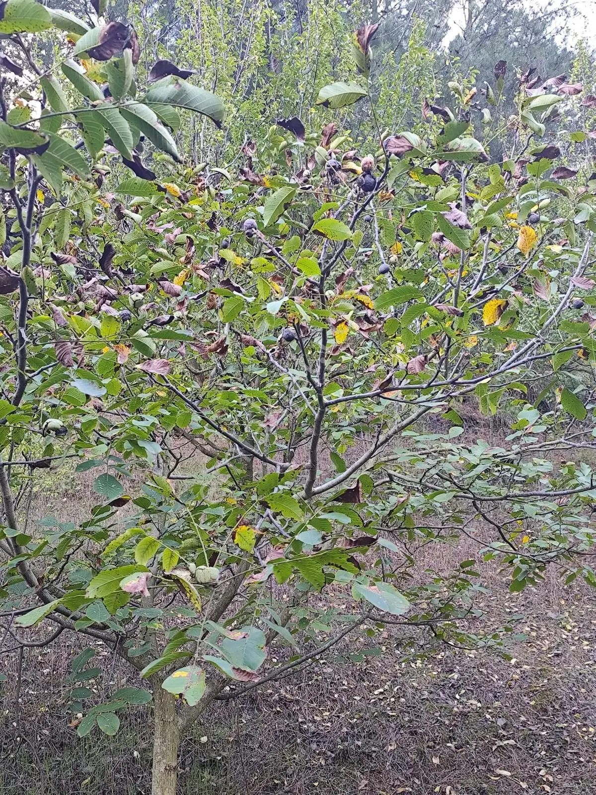 Seda Terzioğlundan Geyvede Satılık Bağ Evi Ve Arsası 9.946 M2 — fotoğraf 21