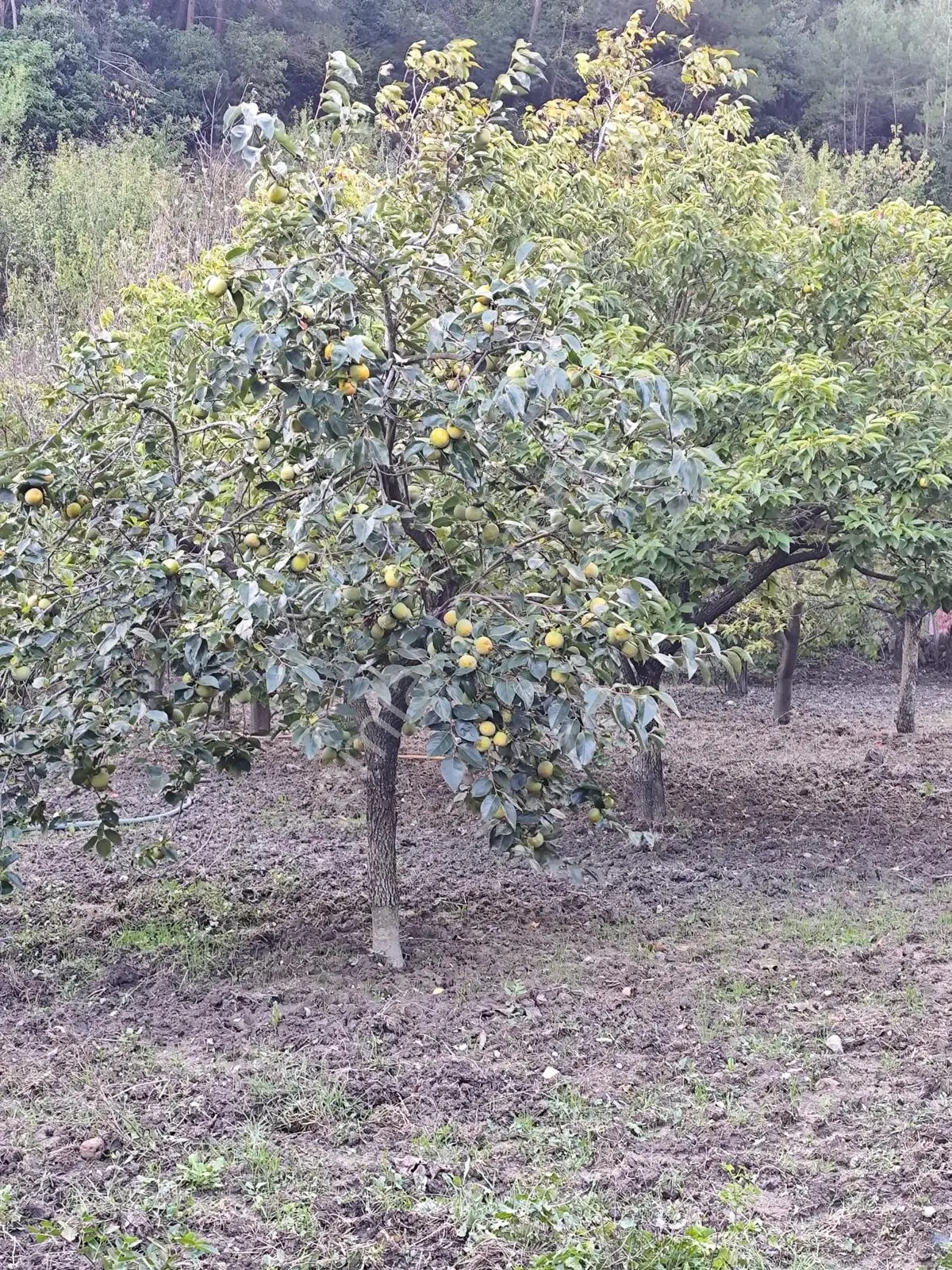Seda Terzioğlundan Geyvede Satılık Bağ Evi Ve Arsası 9.946 M2 — fotoğraf 22
