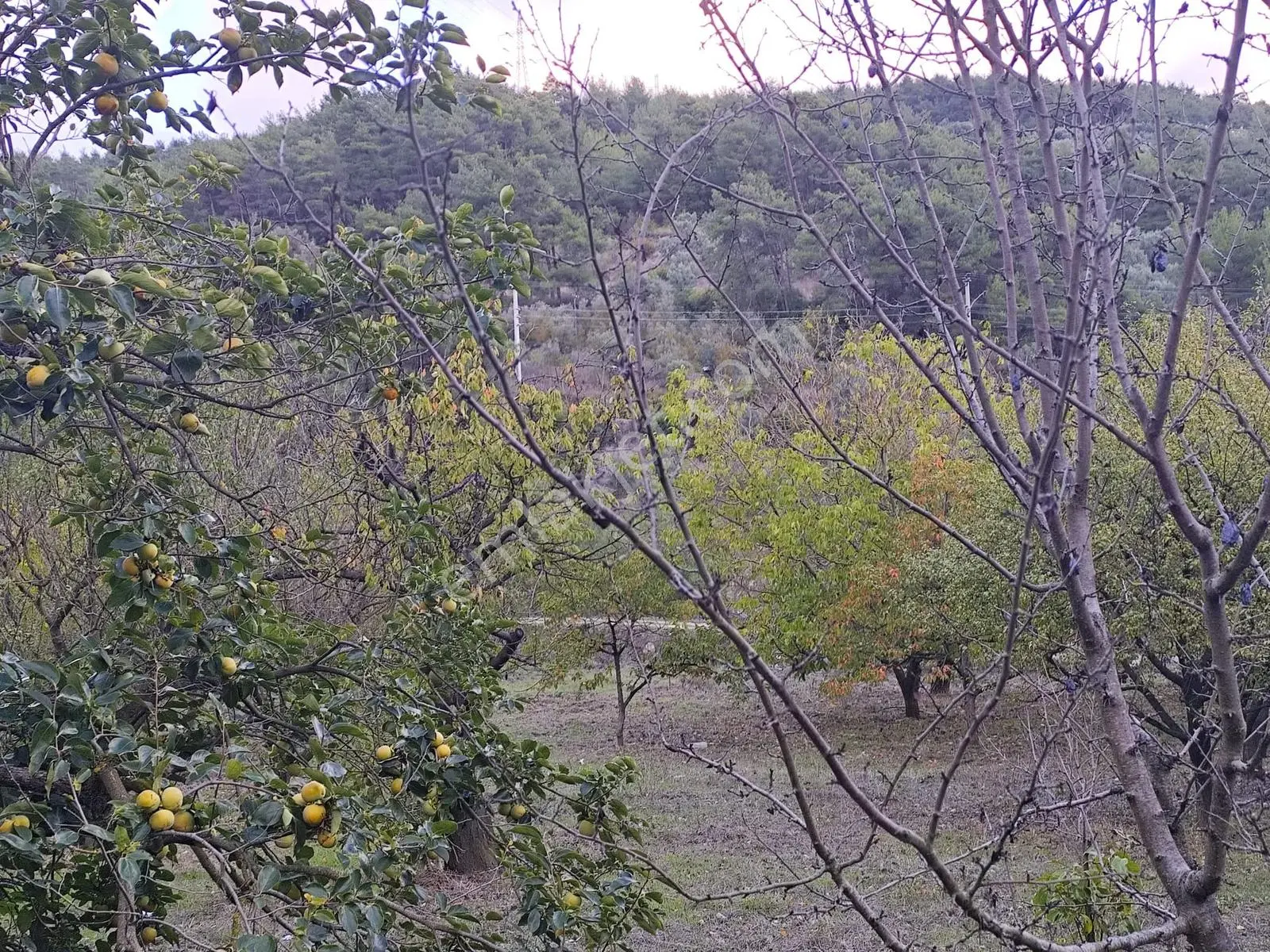 Seda Terzioğlundan Geyvede Satılık Bağ Evi Ve Arsası 9.946 M2 — fotoğraf 23