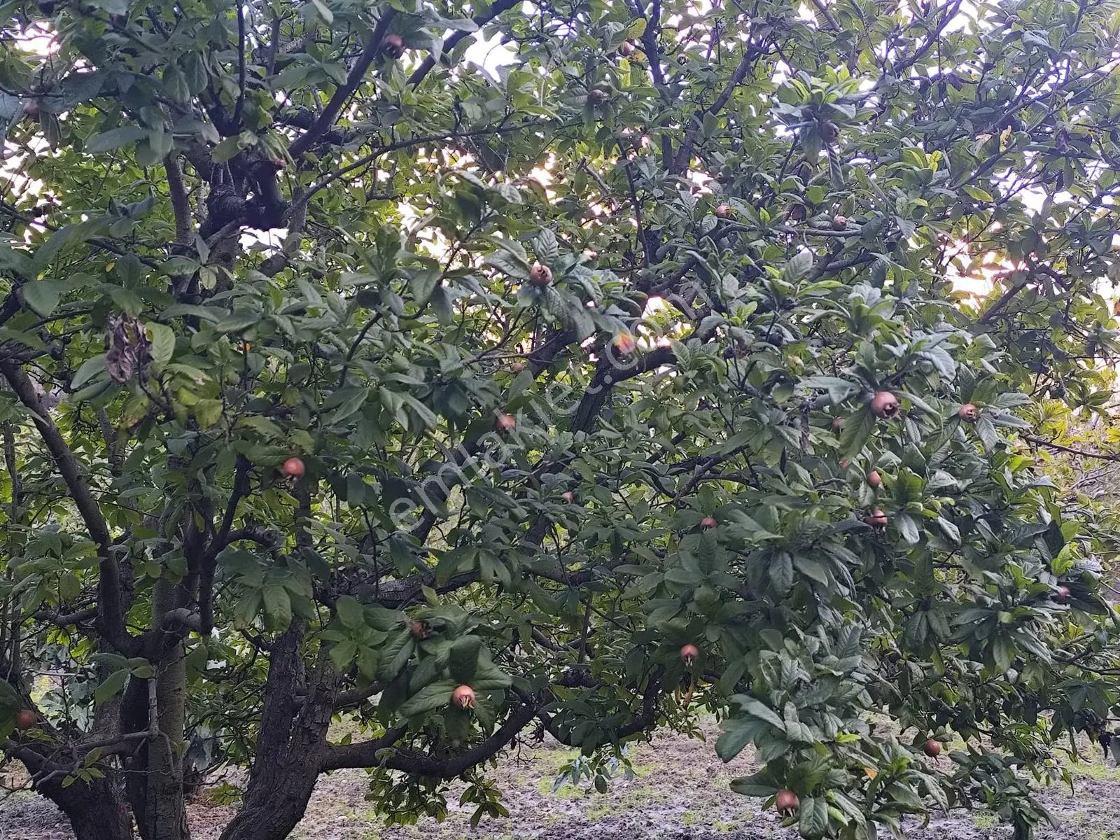 Seda Terzioğlundan Geyvede Satılık Bağ Evi Ve Arsası 9.946 M2 — fotoğraf 24