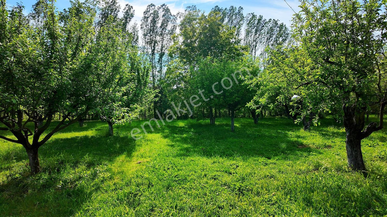 Çatalca Kaleiçi'nde 16.837 M² Elma Bahçesi İçinde 4 Müstakil Ev — fotoğraf 24