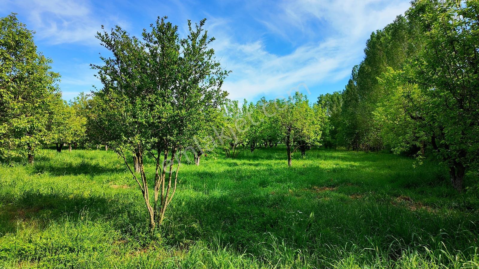 Çatalca Kaleiçi'nde 16.837 M² Elma Bahçesi İçinde 4 Müstakil Ev — fotoğraf 26