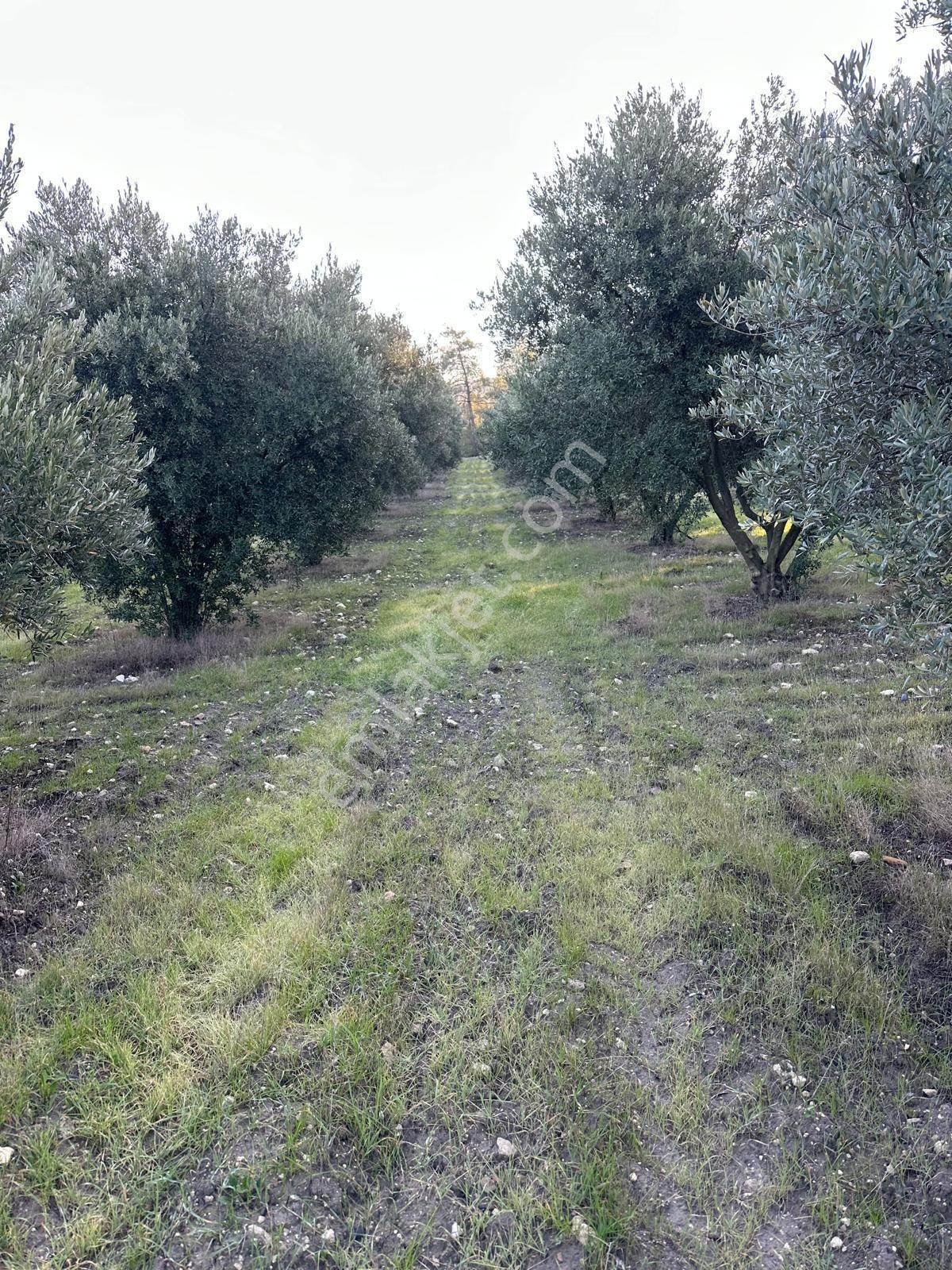 Çölgezen Gayrimenkulden Satılık Zeytinlik — fotoğraf 4