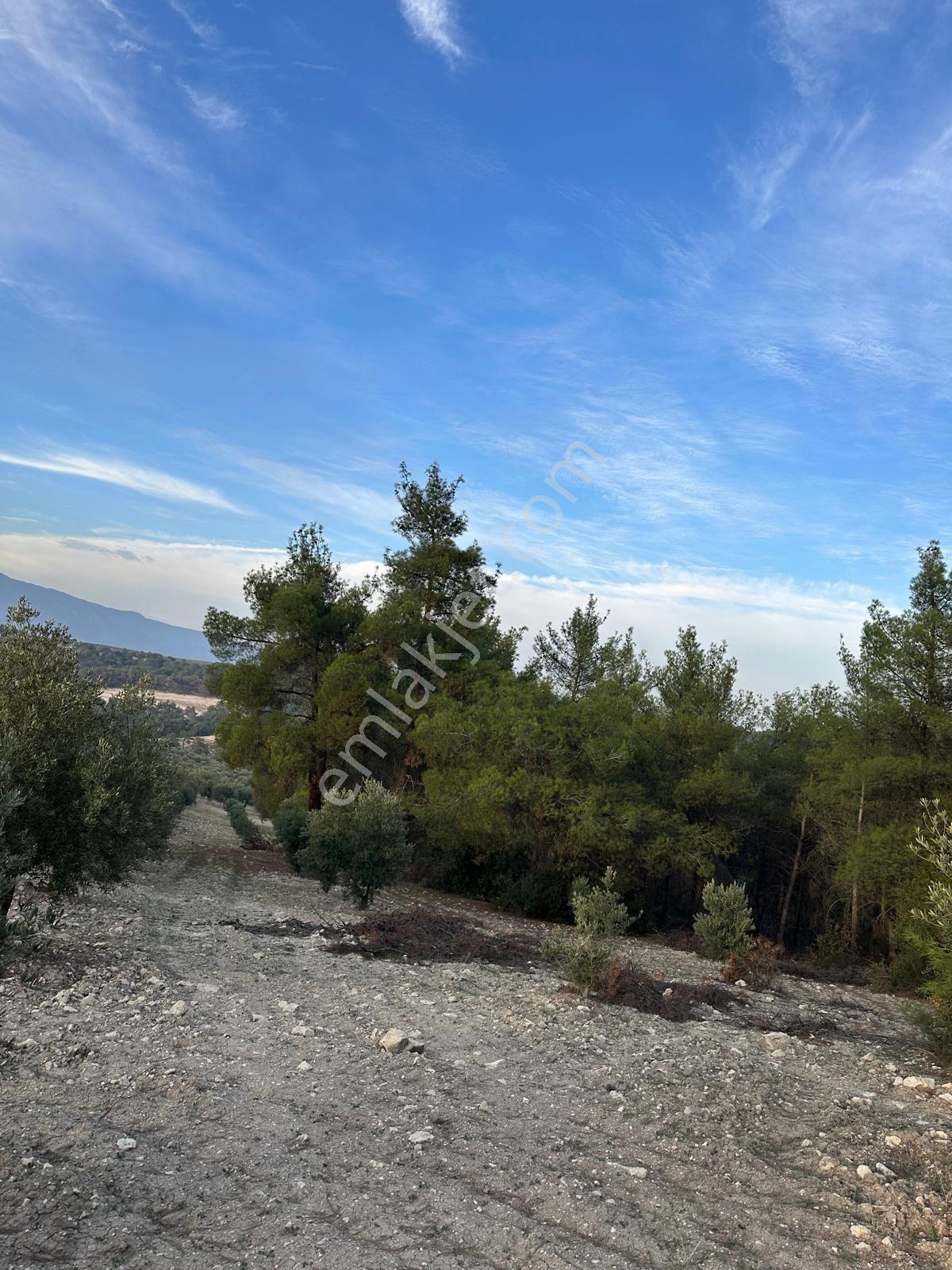 Çölgezen Gayrimenkulden Satılık Zeytinlik — fotoğraf 5