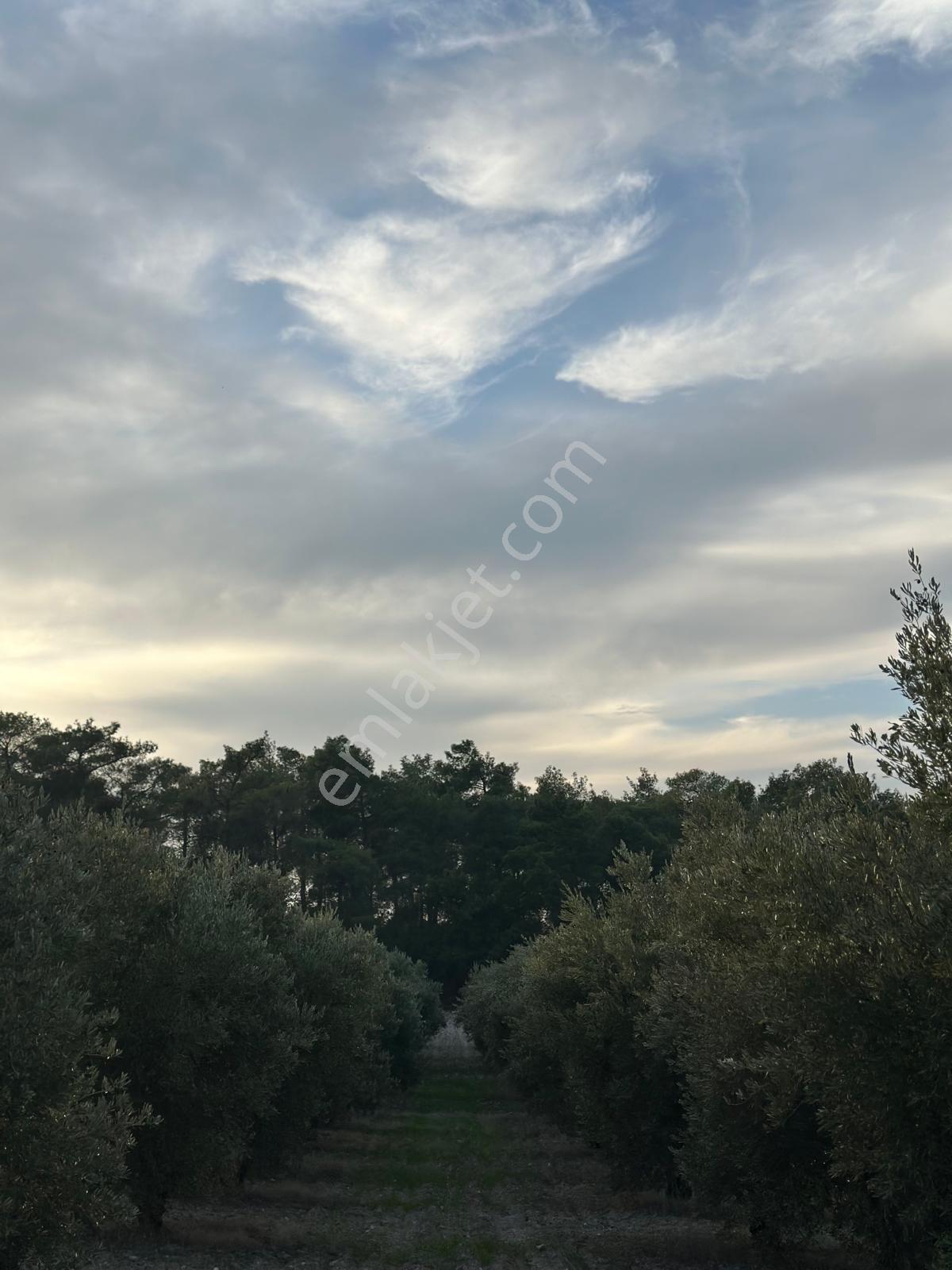Çölgezen Gayrimenkulden Satılık Zeytinlik — fotoğraf 6