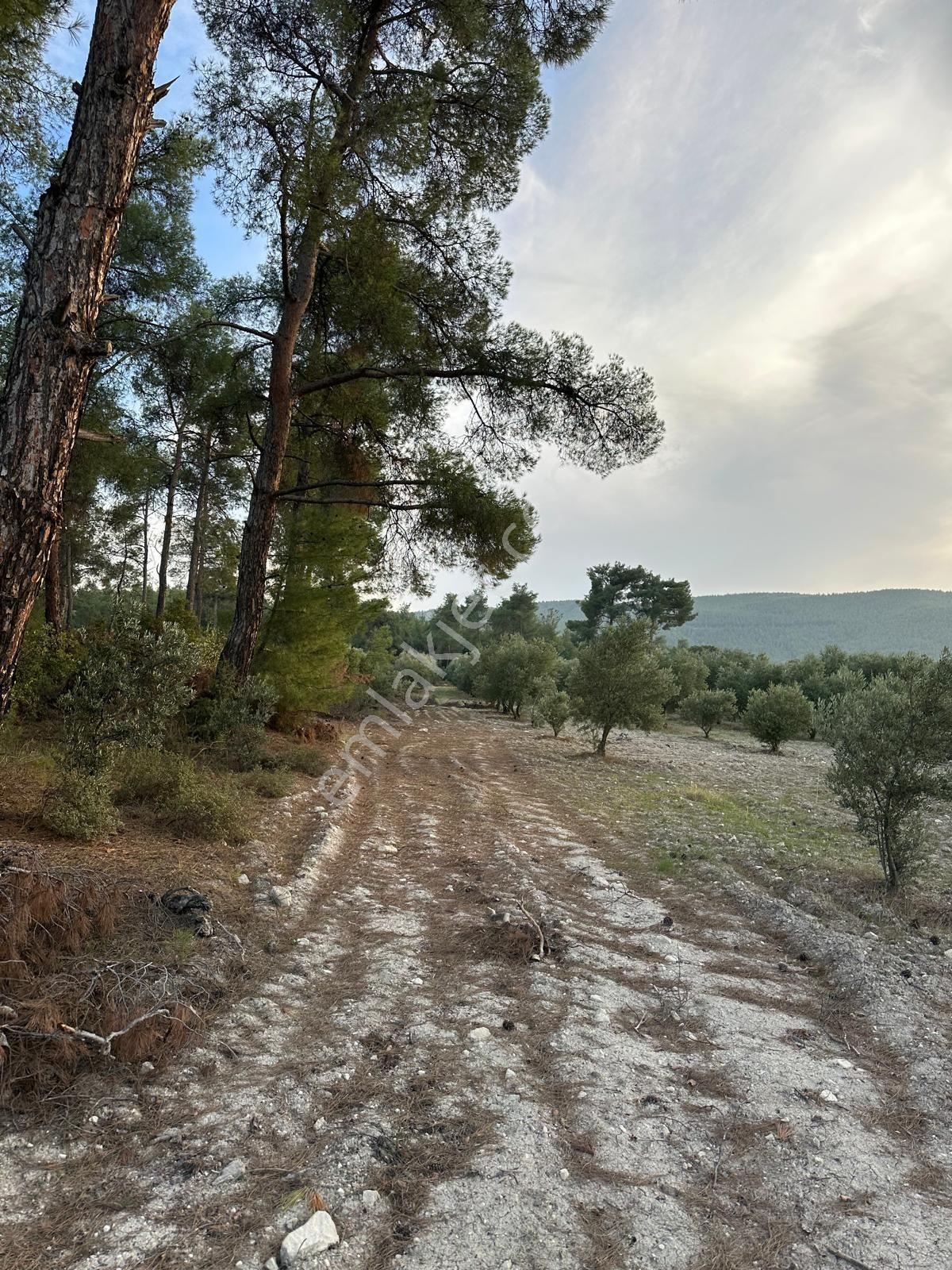 Çölgezen Gayrimenkulden Satılık Zeytinlik — fotoğraf 7