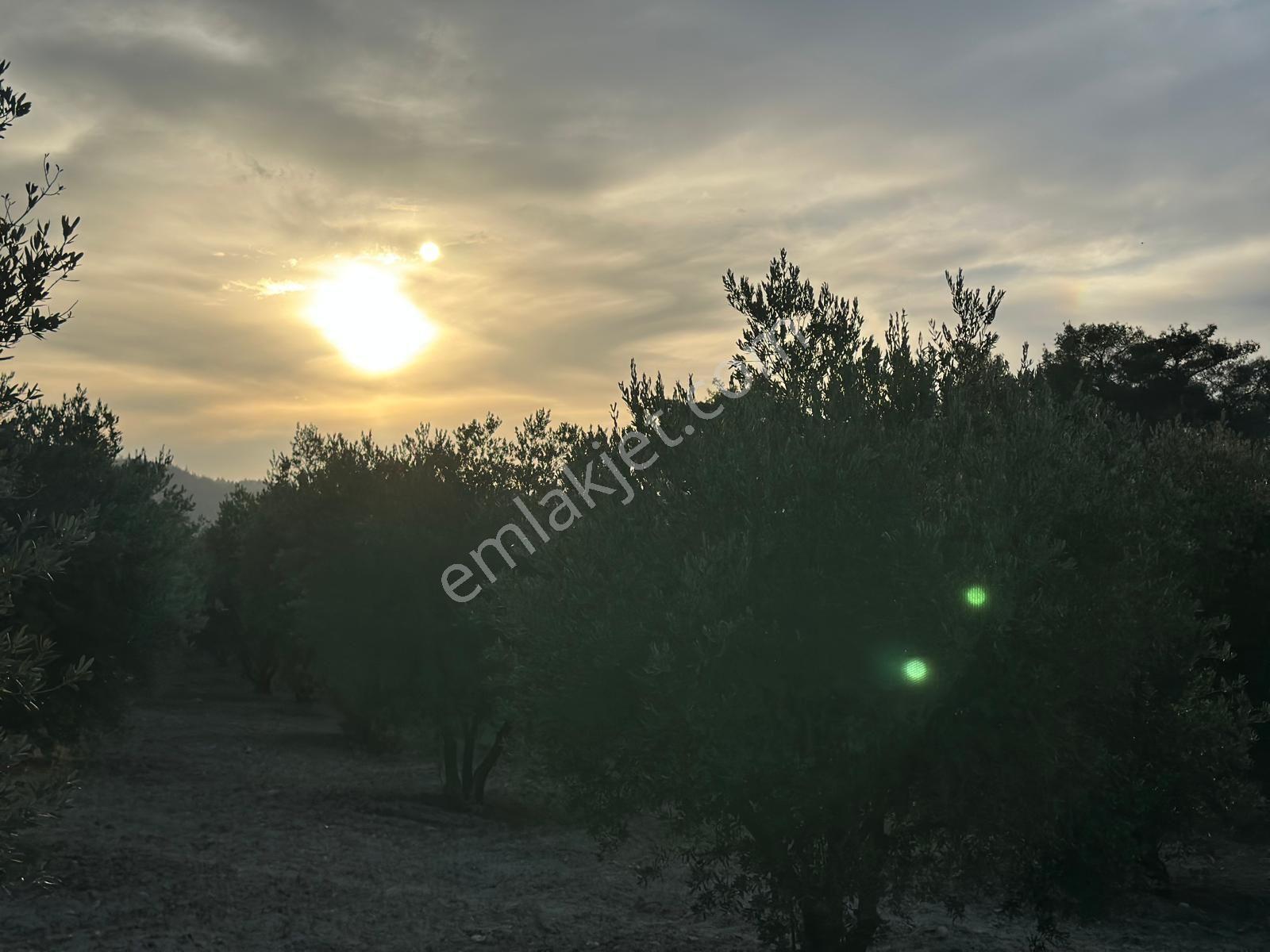 Çölgezen Gayrimenkulden Satılık Zeytinlik — fotoğraf 8