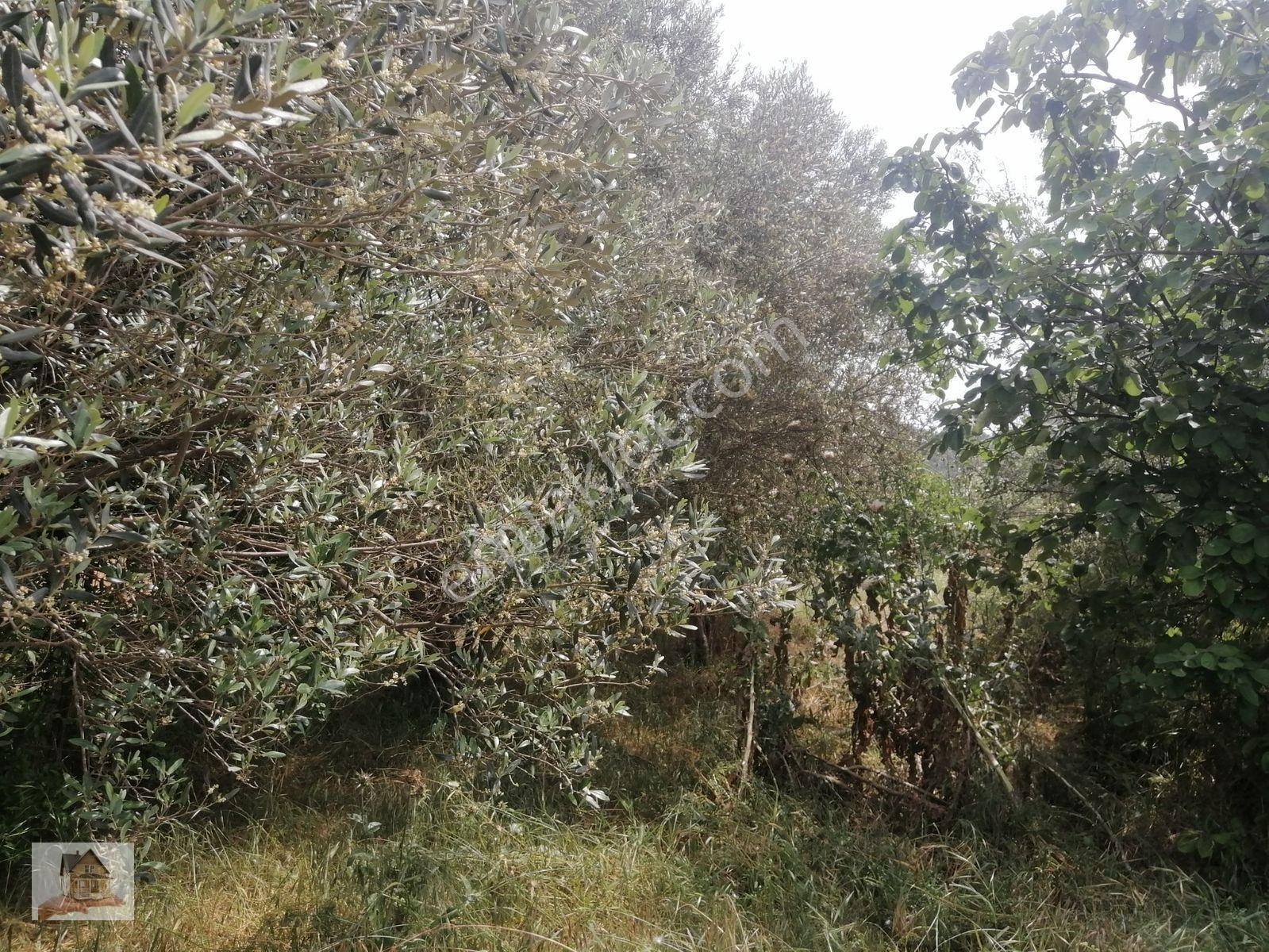 İzmir Torbalı Gold Emlaktan Bayındırda Satılık Verimli Tarla — fotoğraf 4