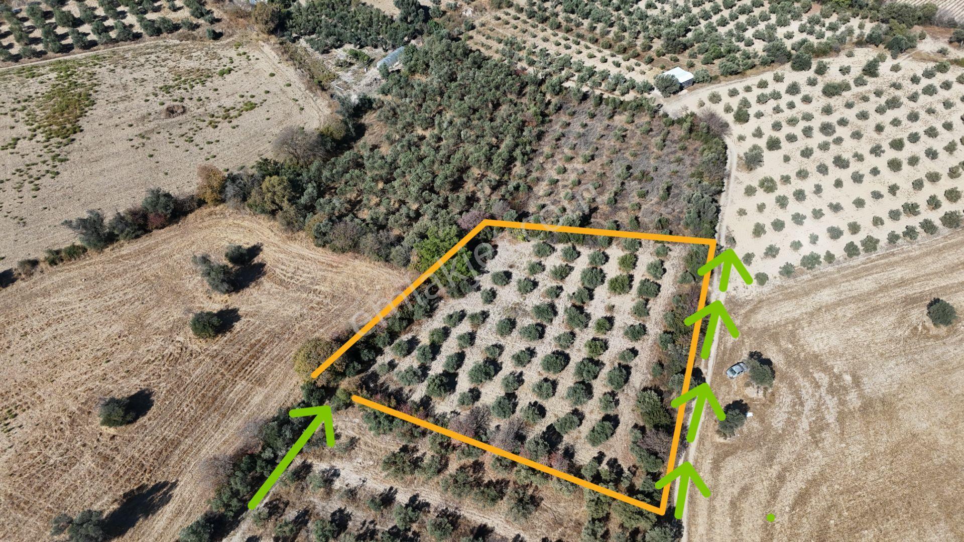 İzmir Menderes Sancaklıda 3 Dönüm Manzaralı İmarda Kupon Arsa — fotoğraf 6