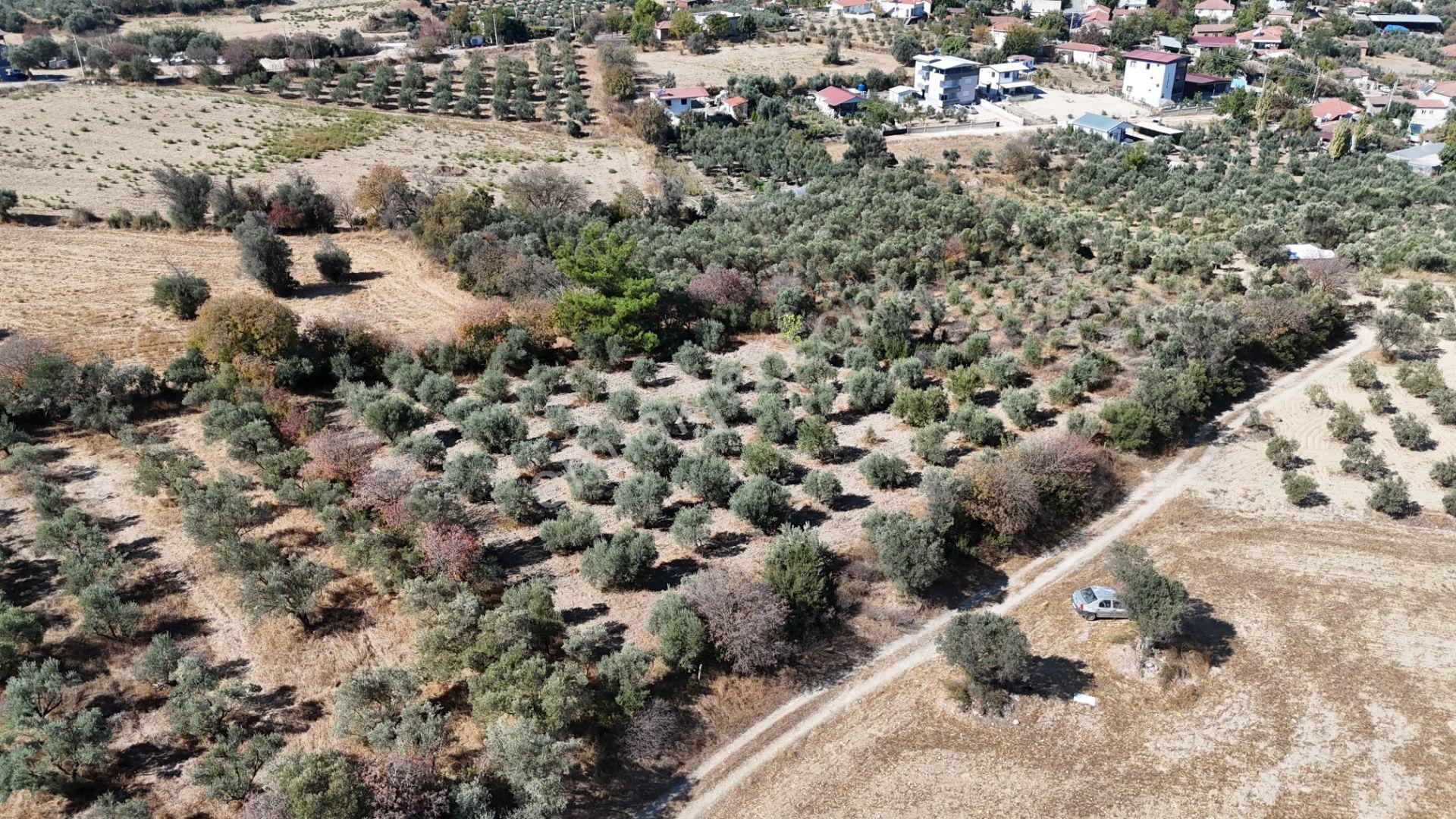 İzmir Menderes Sancaklıda 3 Dönüm Manzaralı İmarda Kupon Arsa — fotoğraf 10
