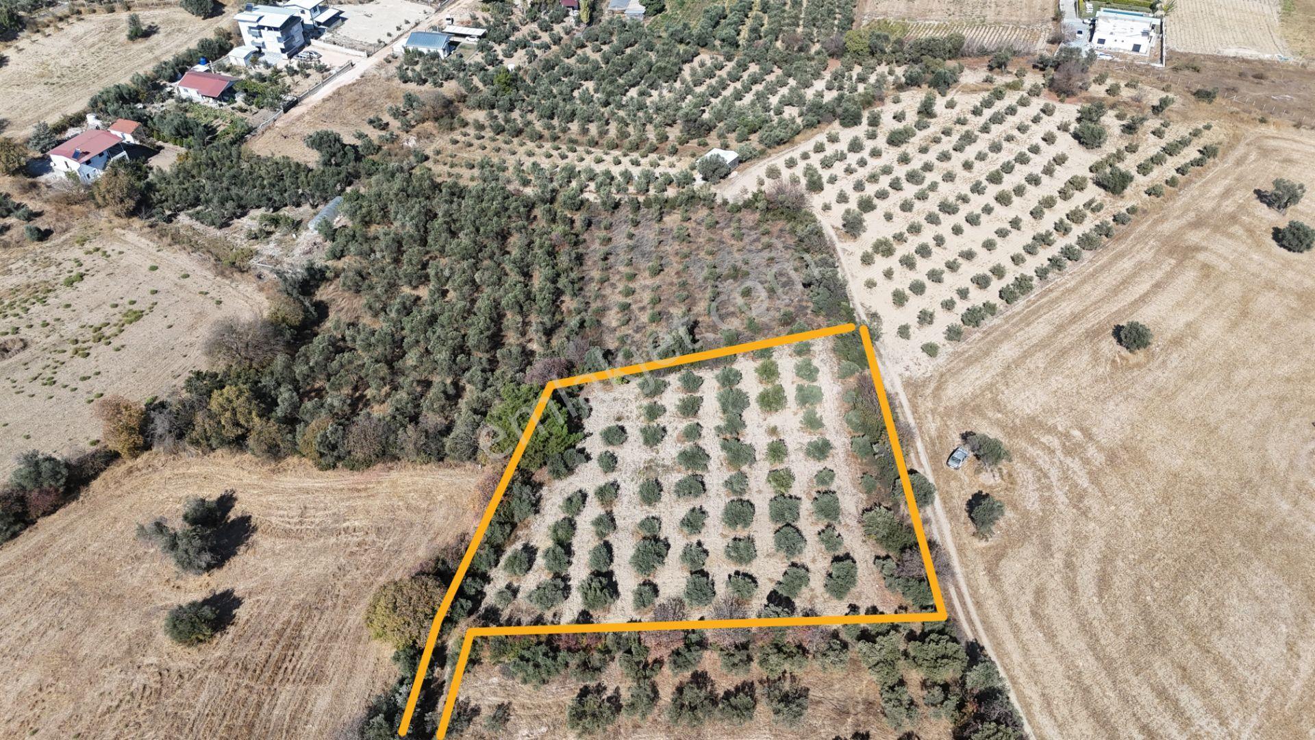 İzmir Menderes Sancaklıda 3 Dönüm Manzaralı İmarda Kupon Arsa — fotoğraf 16
