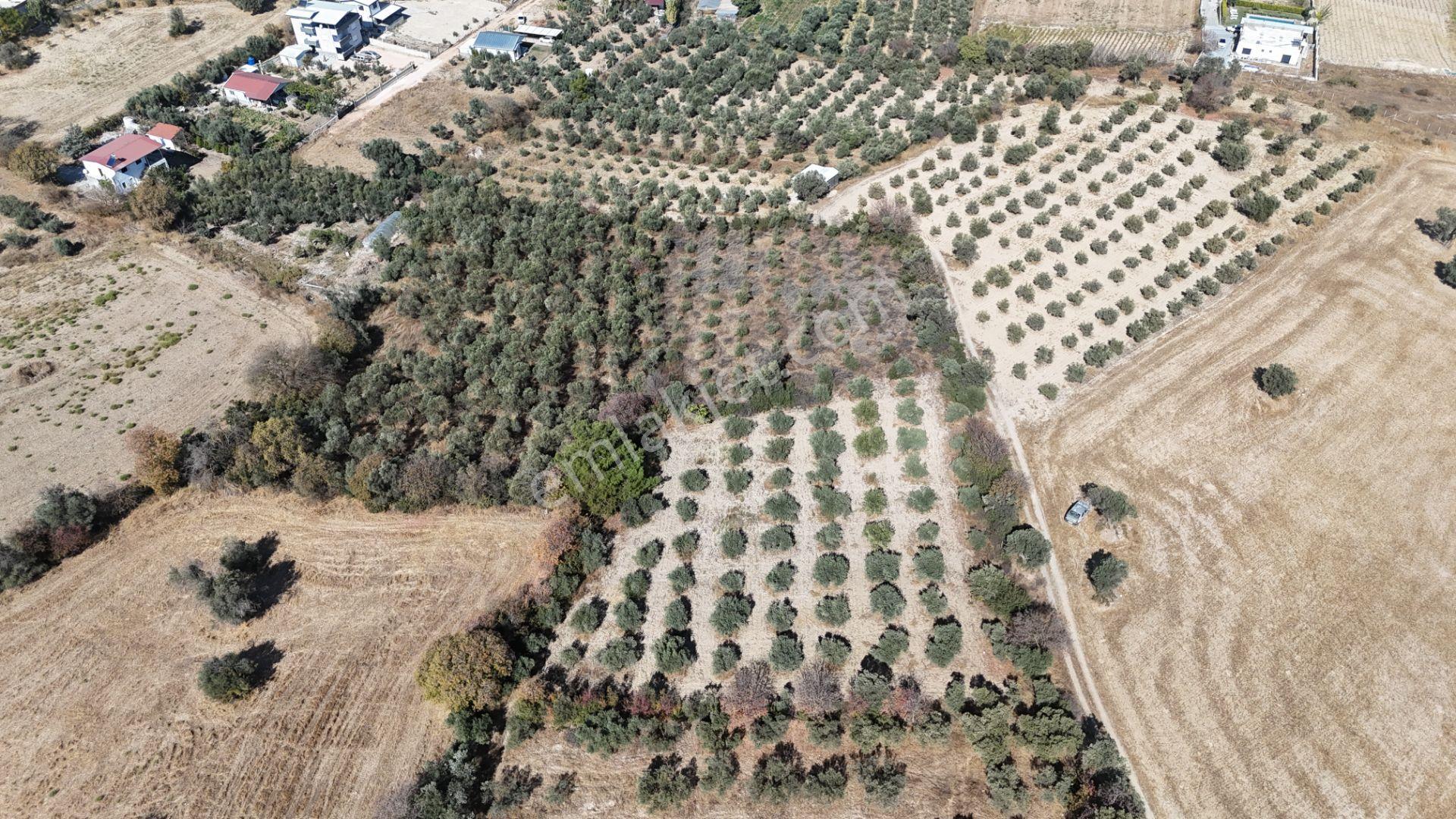 İzmir Menderes Sancaklıda 3 Dönüm Manzaralı İmarda Kupon Arsa — fotoğraf 18
