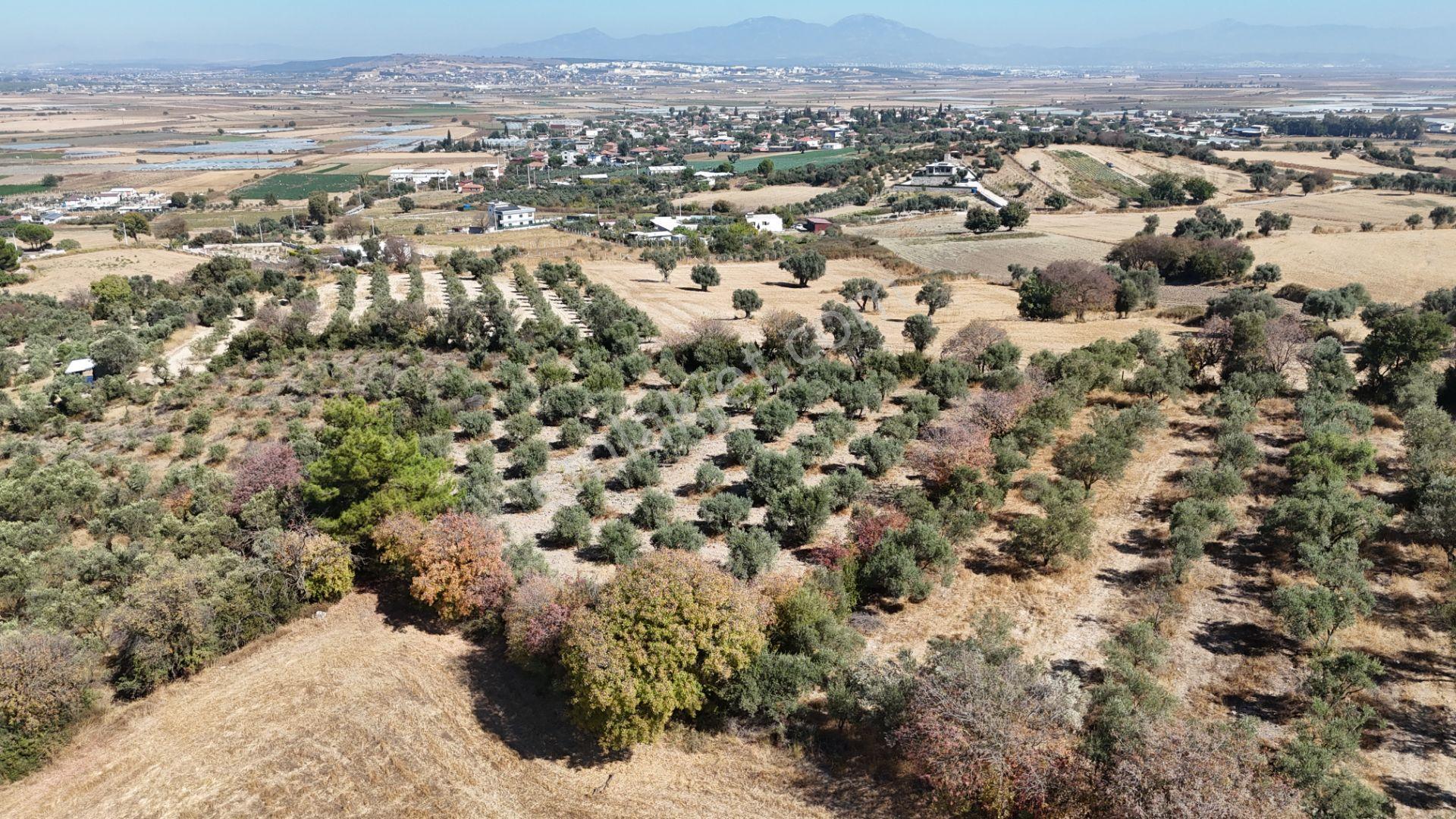 İzmir Menderes Sancaklıda 3 Dönüm Manzaralı İmarda Kupon Arsa — fotoğraf 19