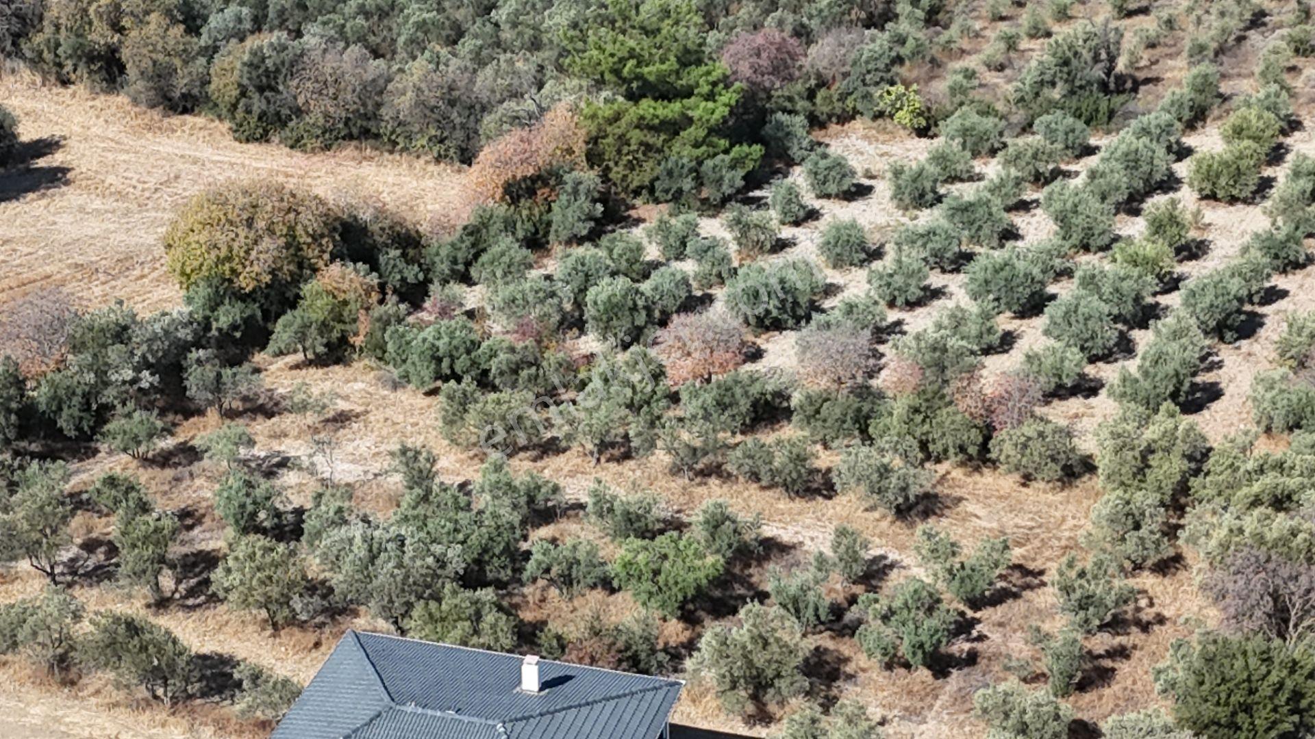 İzmir Menderes Sancaklıda 3 Dönüm Manzaralı İmarda Kupon Arsa — fotoğraf 25
