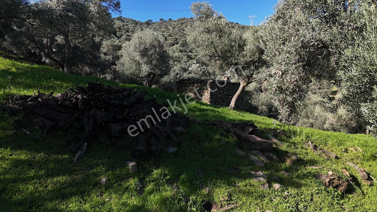 Asfalt Yola 78 Metre Zeytinlik