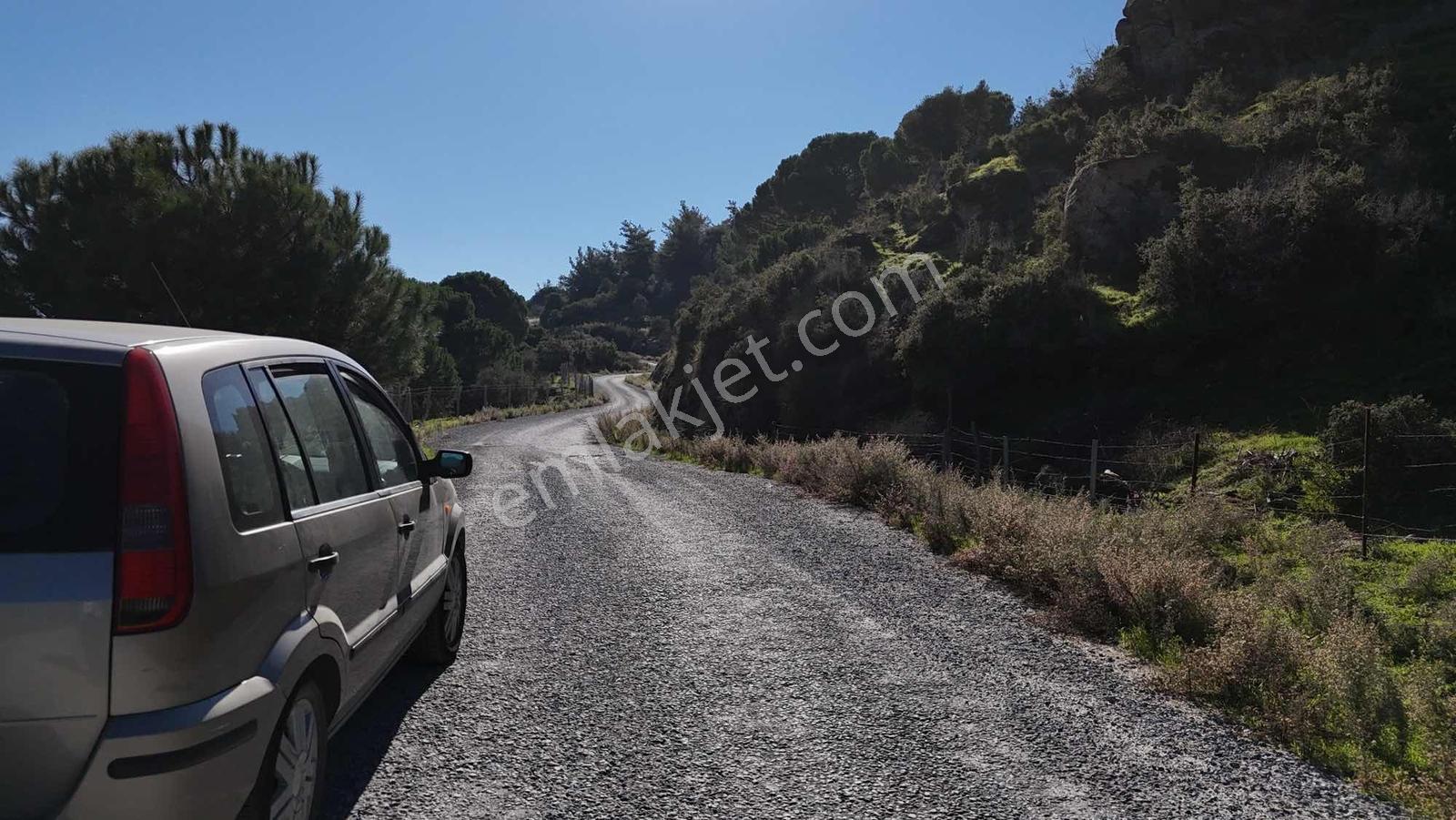 Asfalt Yola 78 Metre Zeytinlik — fotoğraf 2