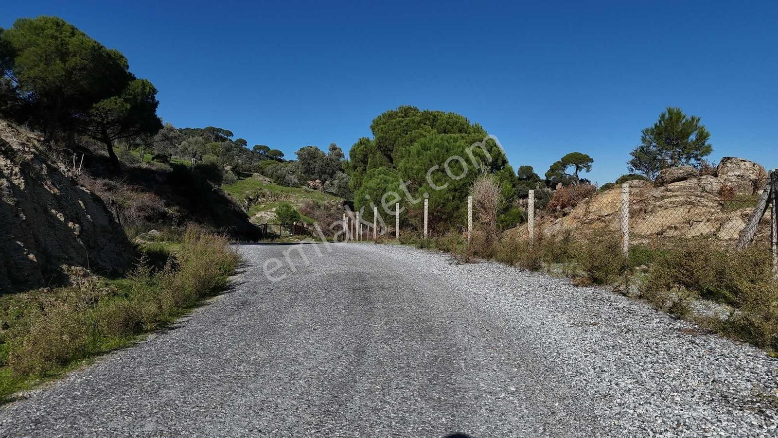 Asfalt Yola 78 Metre Zeytinlik — fotoğraf 3