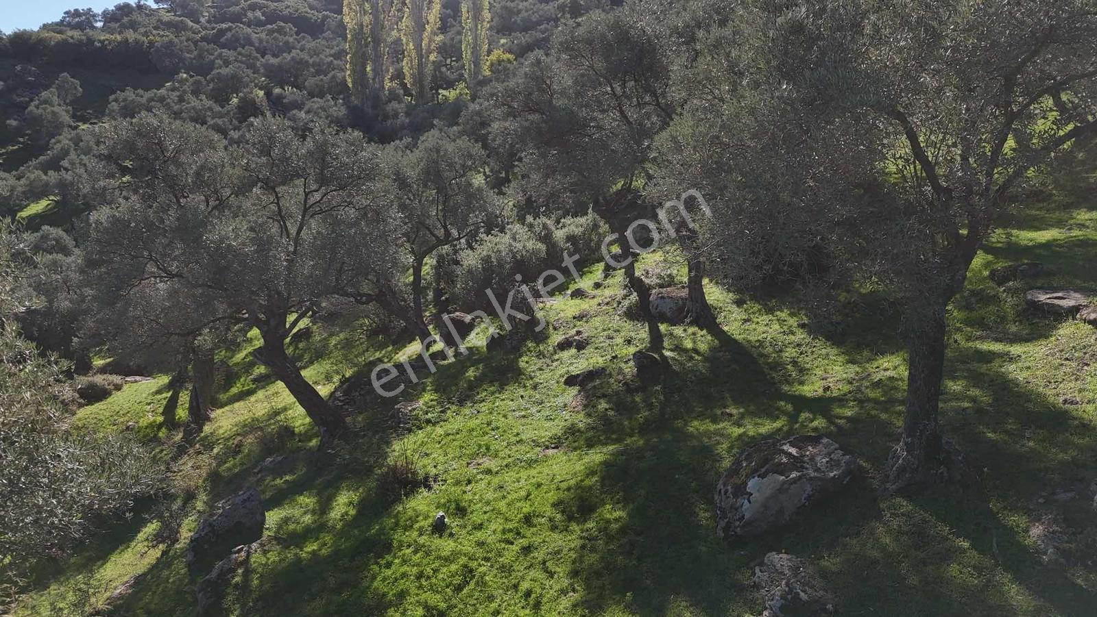 Asfalt Yola 78 Metre Zeytinlik — fotoğraf 4