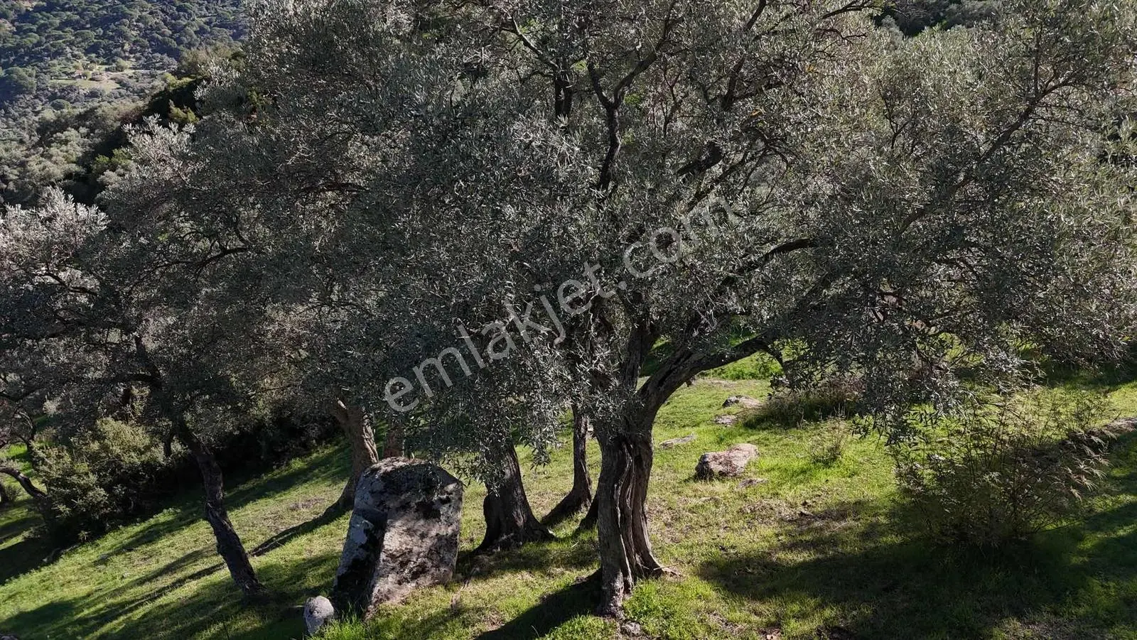 Asfalt Yola 78 Metre Zeytinlik — fotoğraf 5