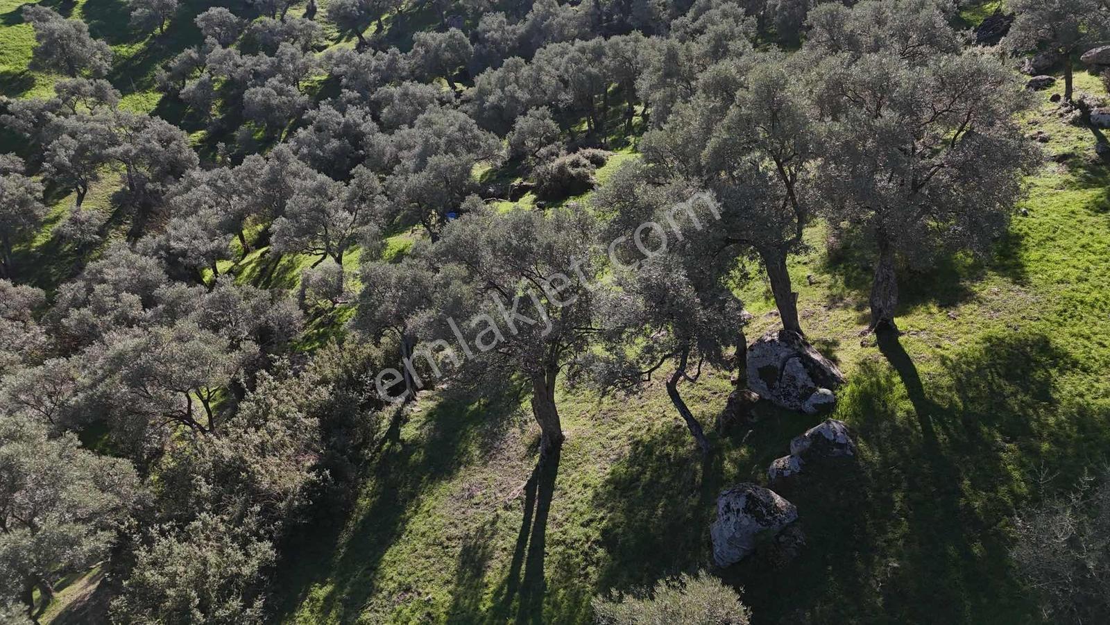 Asfalt Yola 78 Metre Zeytinlik — fotoğraf 6