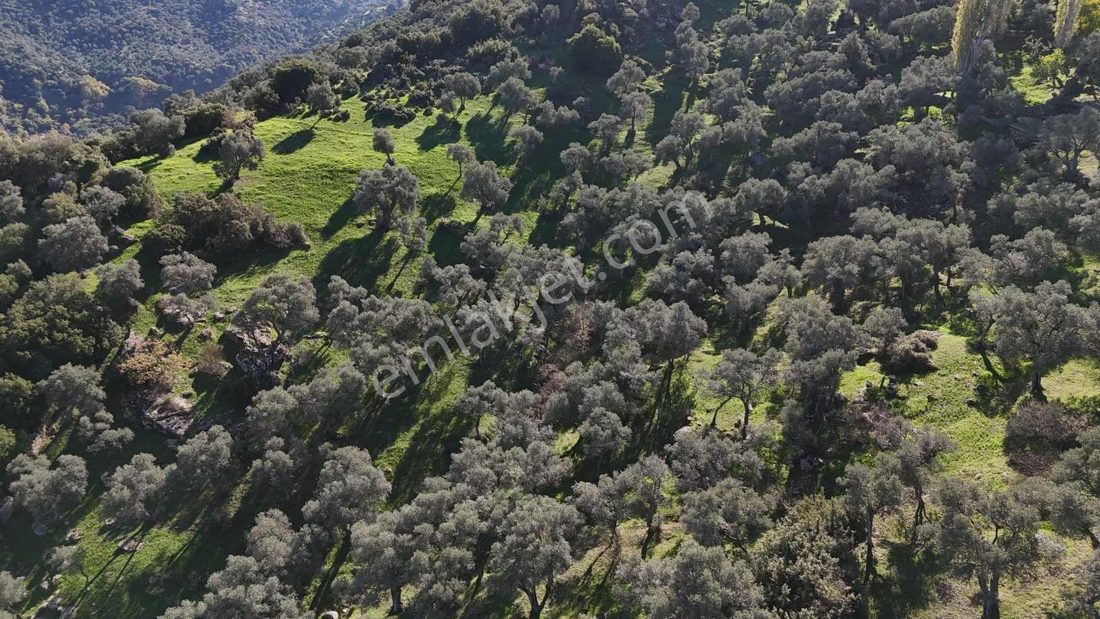 Asfalt Yola 78 Metre Zeytinlik — fotoğraf 7