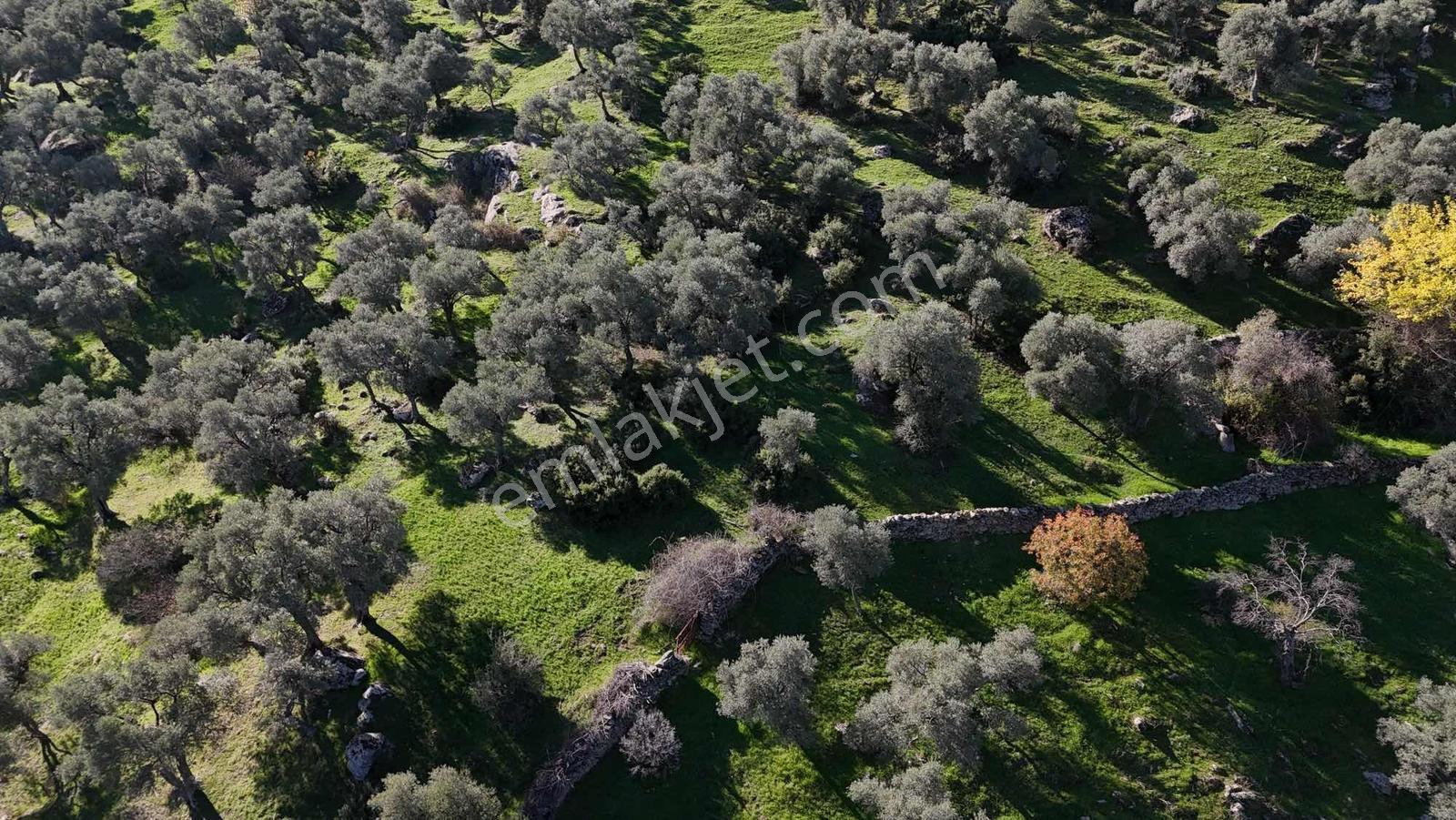 Asfalt Yola 78 Metre Zeytinlik — fotoğraf 8