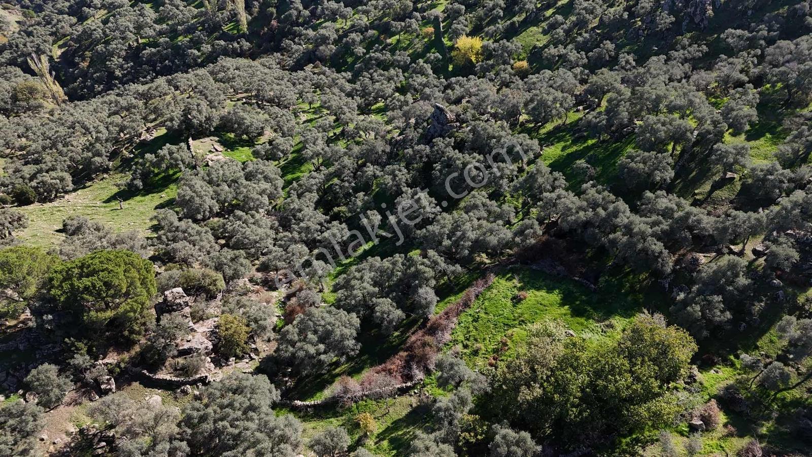 Asfalt Yola 78 Metre Zeytinlik — fotoğraf 10