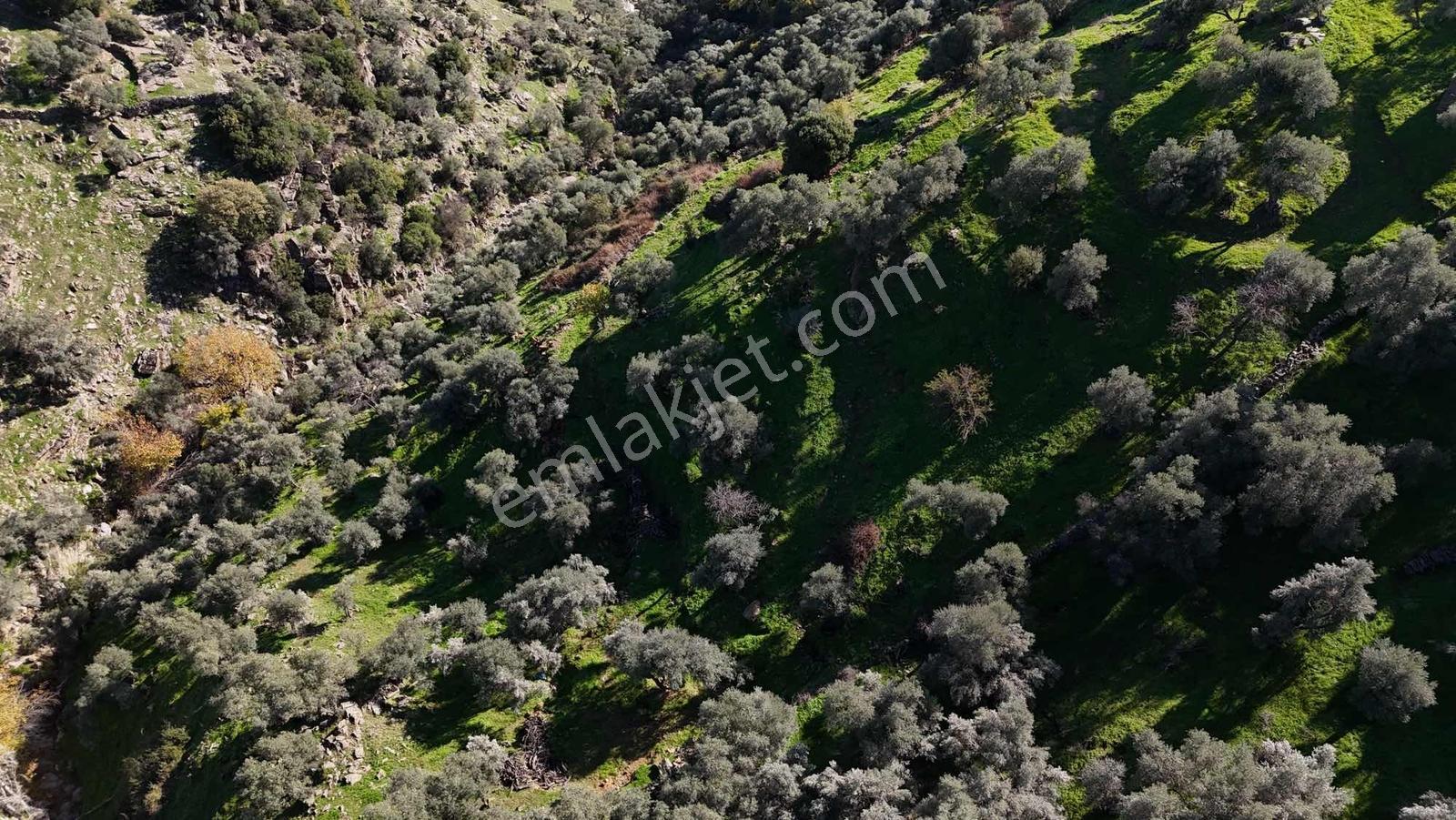 Asfalt Yola 78 Metre Zeytinlik — fotoğraf 12