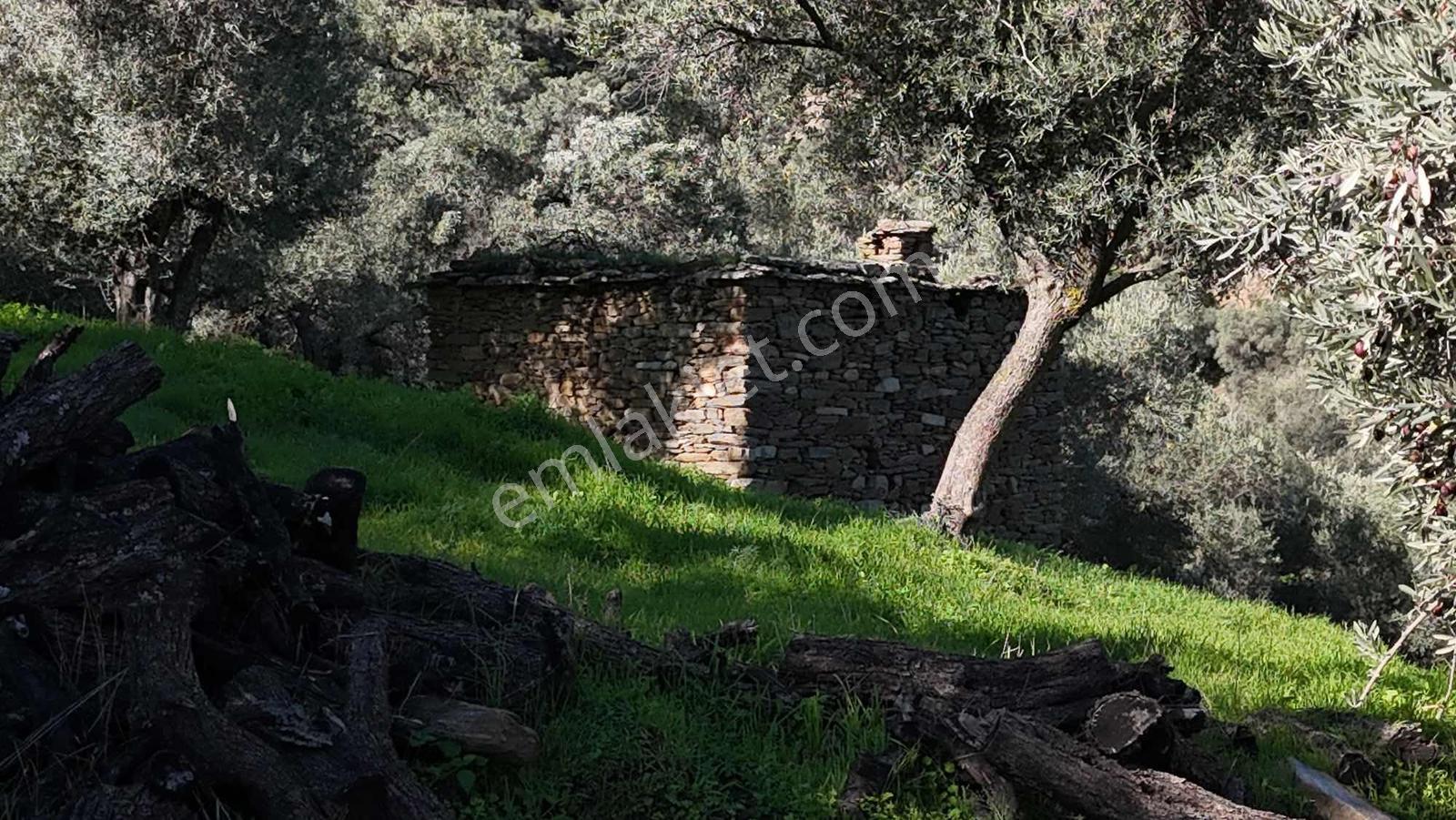 Asfalt Yola 78 Metre Zeytinlik — fotoğraf 13