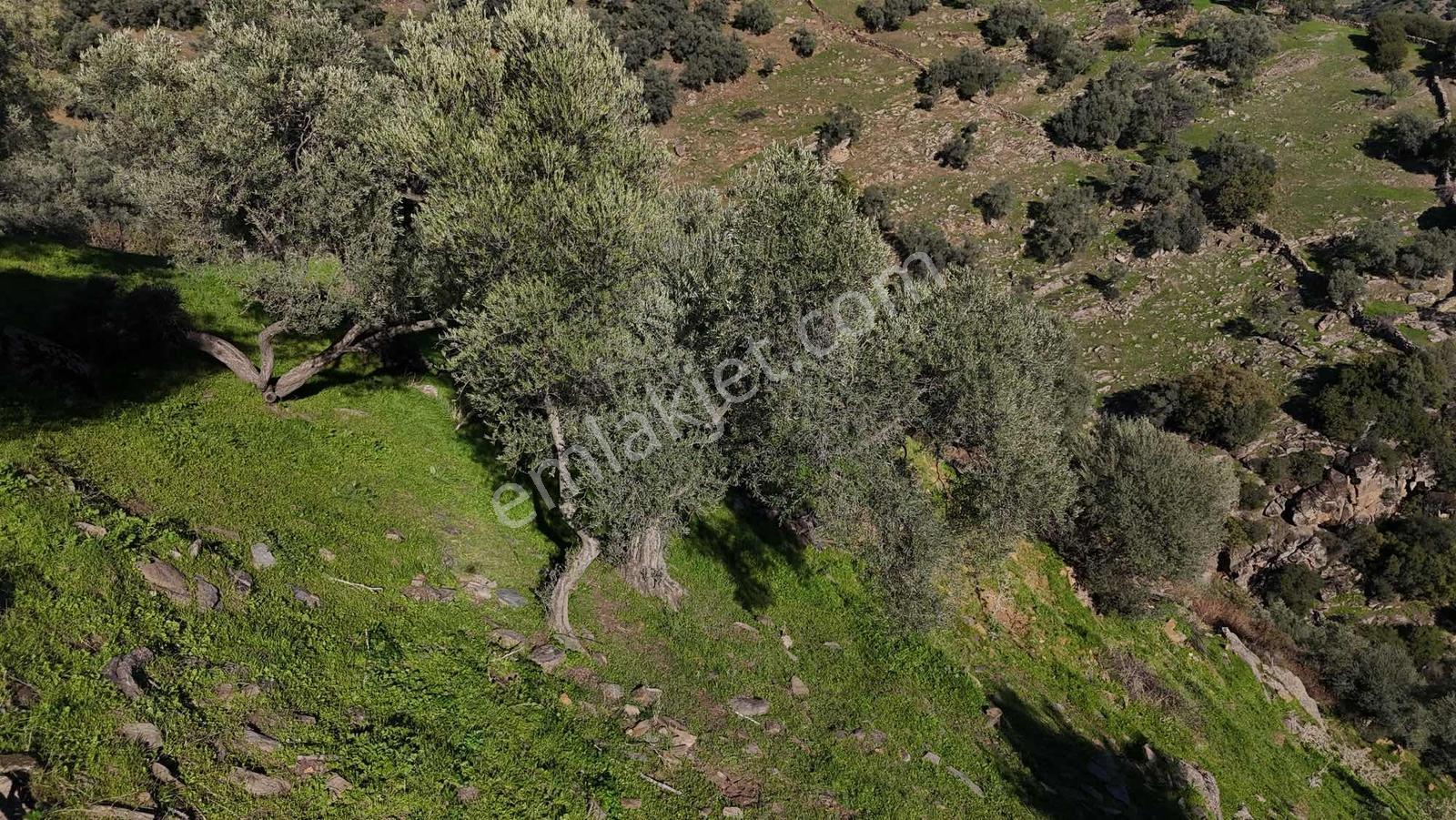 Asfalt Yola 78 Metre Zeytinlik — fotoğraf 14