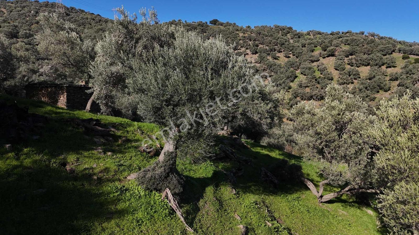 Asfalt Yola 78 Metre Zeytinlik — fotoğraf 15