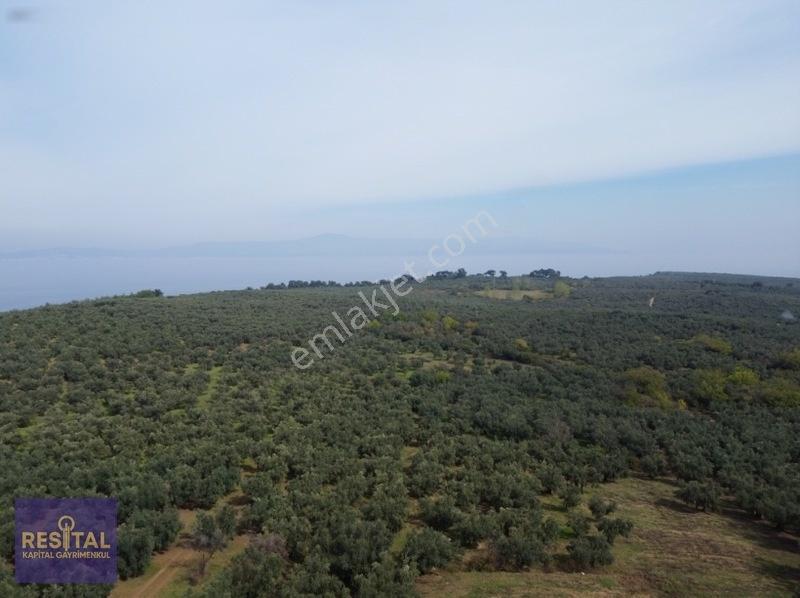 Mudanya Halilbeyde 3.326 M² Satılık Yatırımlık Zeytinlik — fotoğraf 2