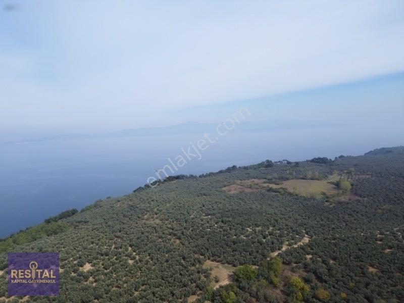 Mudanya Halilbeyde 3.326 M² Satılık Yatırımlık Zeytinlik — fotoğraf 3