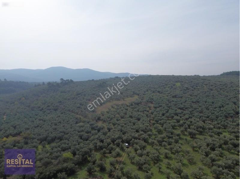 Mudanya Halilbeyde 3.326 M² Satılık Yatırımlık Zeytinlik — fotoğraf 4