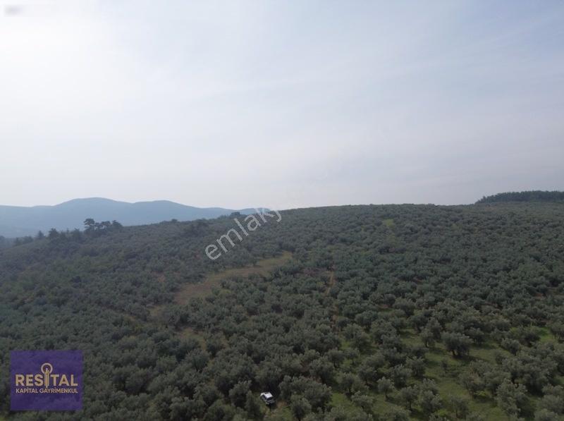 Mudanya Halilbeyde 3.326 M² Satılık Yatırımlık Zeytinlik — fotoğraf 5