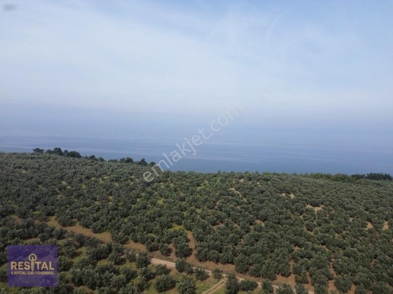 Mudanya Halilbeyde 3.326 M² Satılık Yatırımlık Zeytinlik — fotoğraf 6