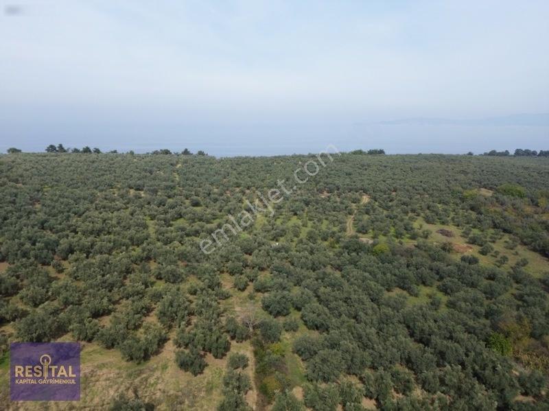 Mudanya Halilbeyde 3.326 M² Satılık Yatırımlık Zeytinlik — fotoğraf 7