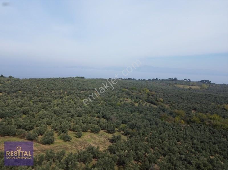 Mudanya Halilbeyde 3.326 M² Satılık Yatırımlık Zeytinlik — fotoğraf 8