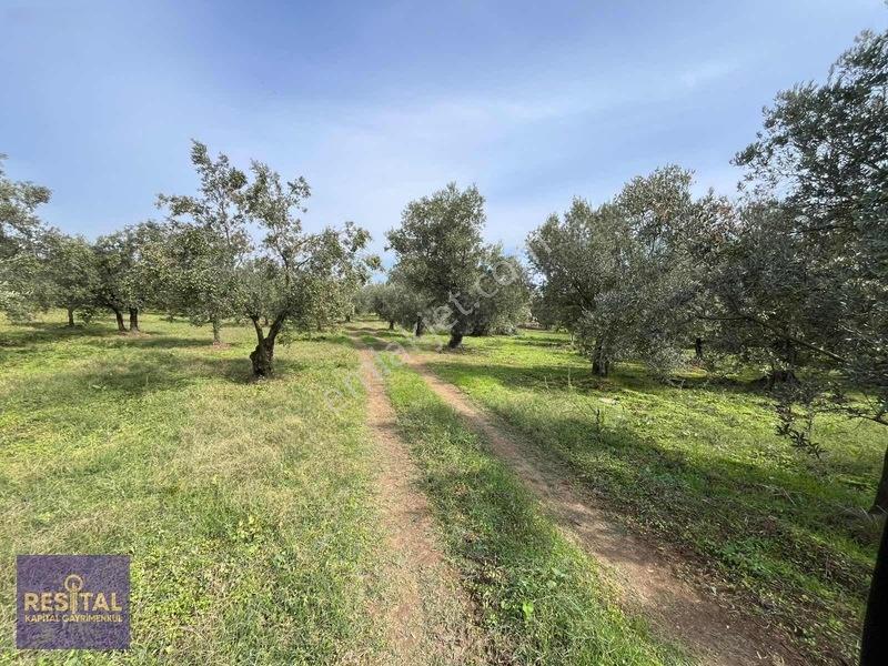 Mudanya Halilbeyde 3.326 M² Satılık Yatırımlık Zeytinlik — fotoğraf 9